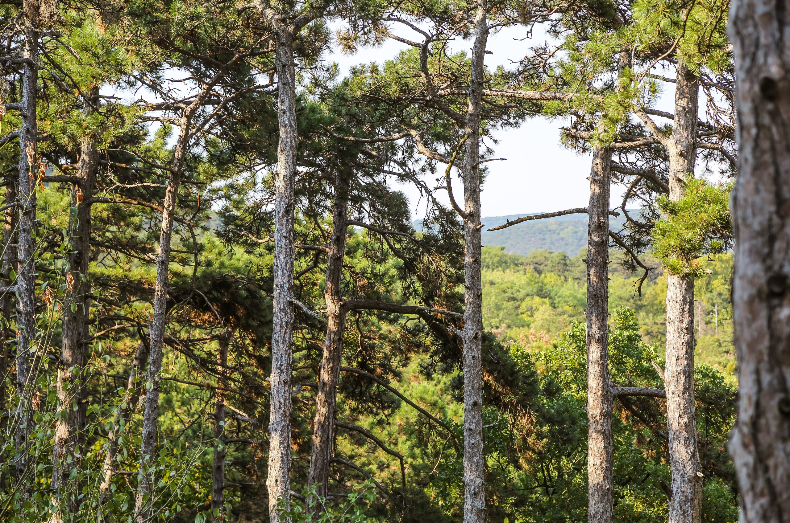 Австрия: Баден. Дарья Письменюк / Darya Leitstern — фотограф, музыкант, журналист, путешественник