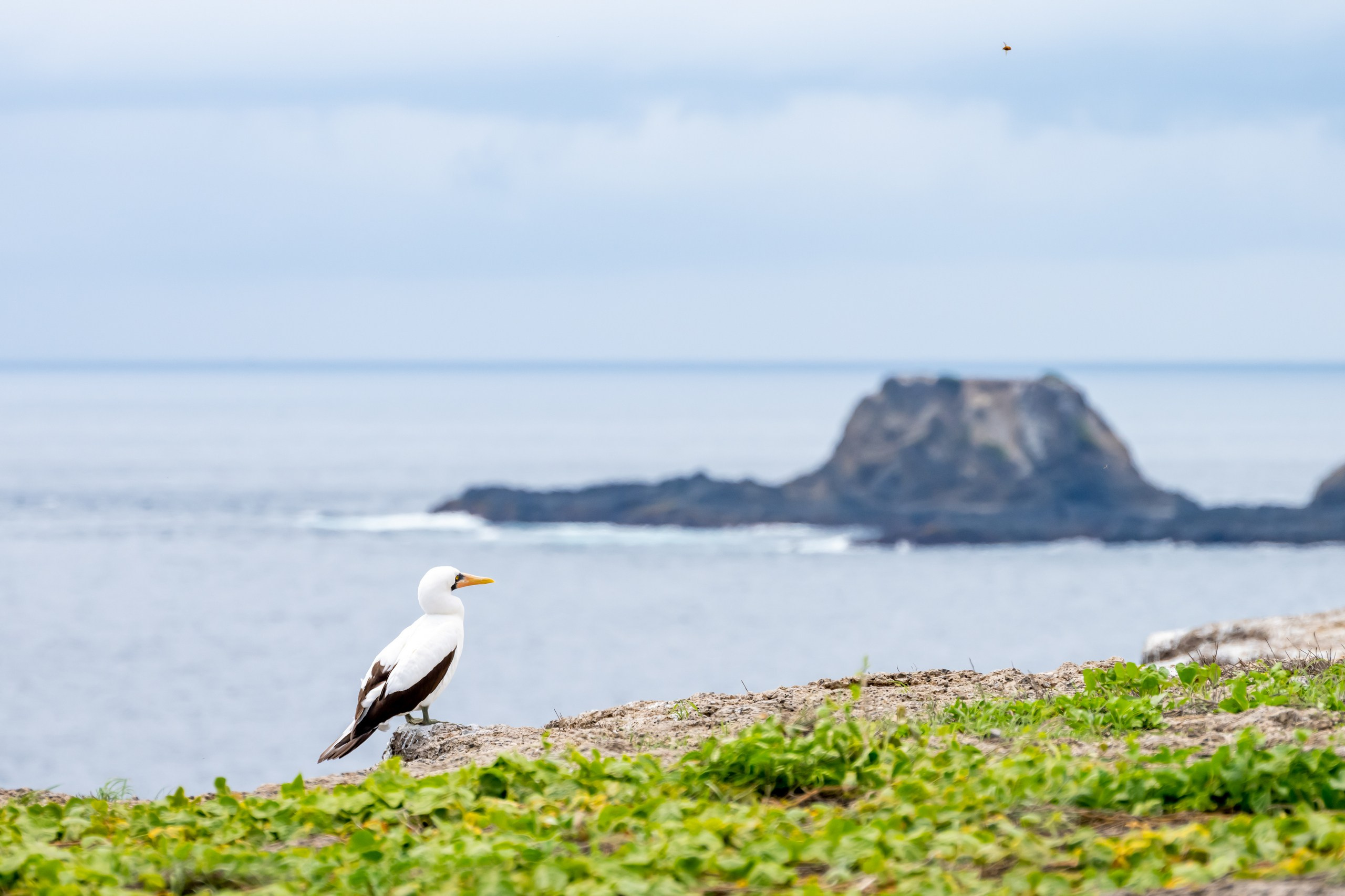 Пейзажный фотограф, Фотографии дикой природы. Foto-Zuev фотография как искусство