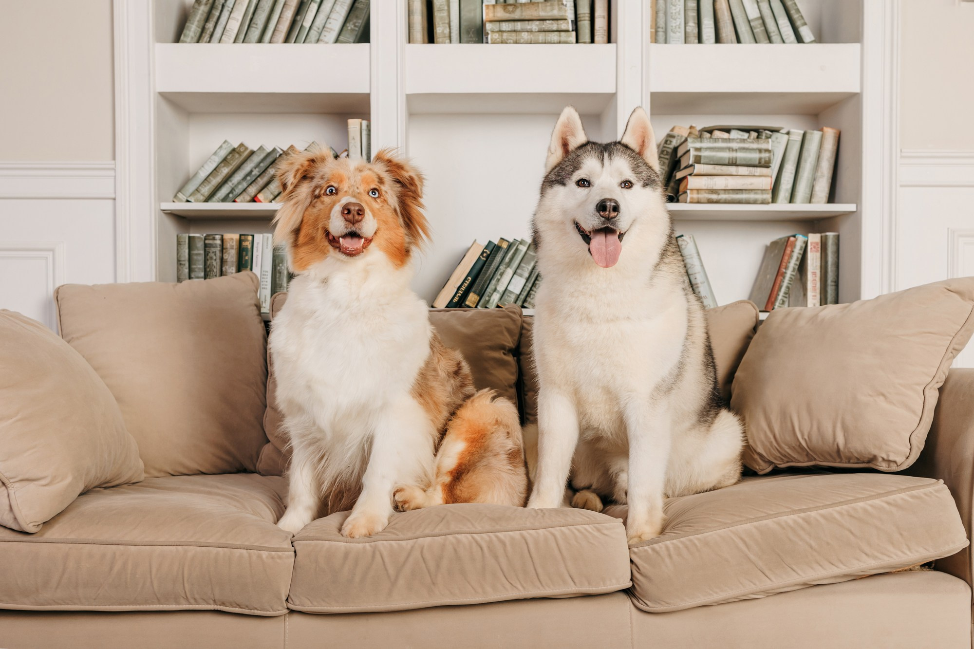 Корма Best Dinner. Фотограф-анималист Елена Радченко, Москва