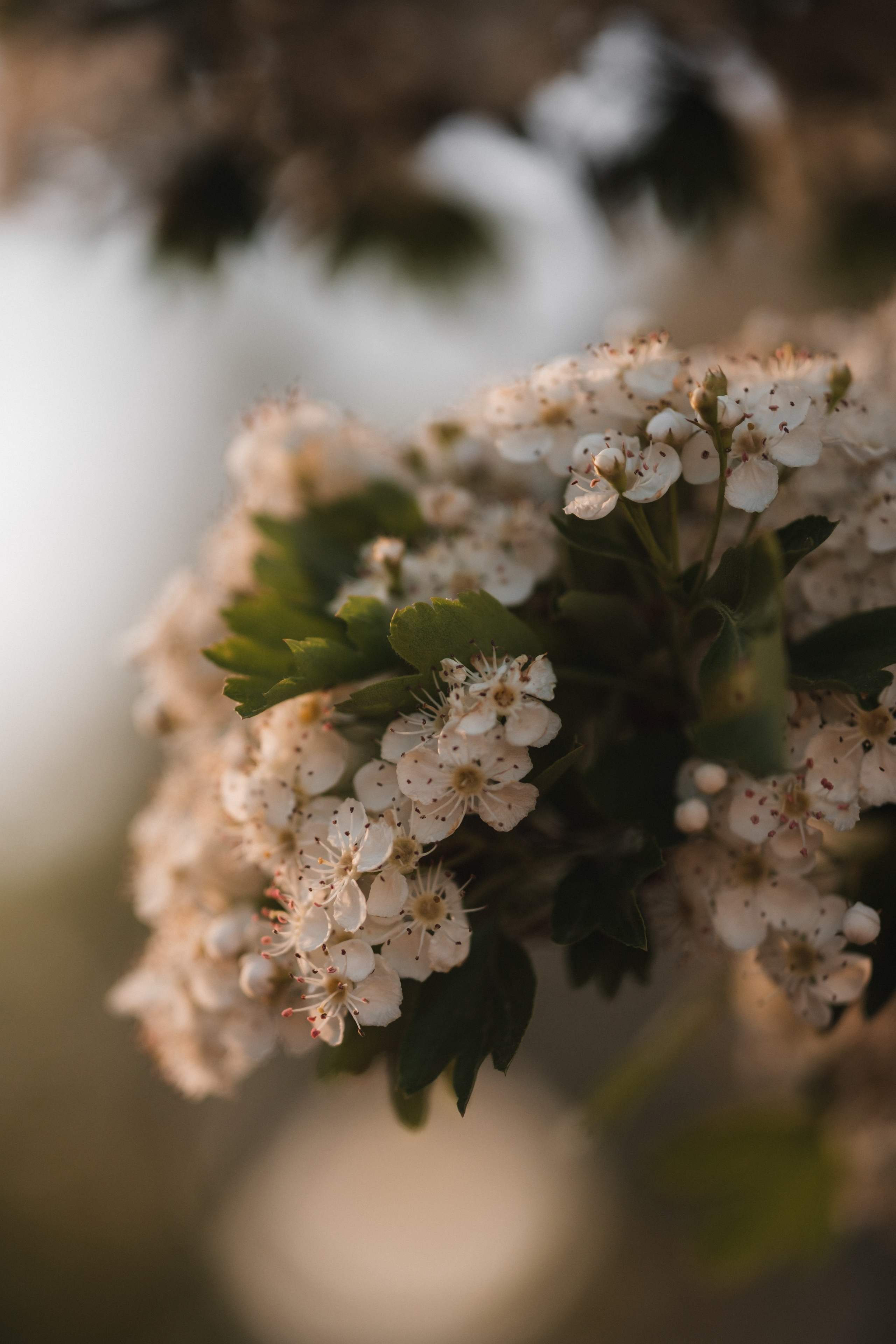 Бажена и Артур. Свадебный и семейный фотограф в Волгограде