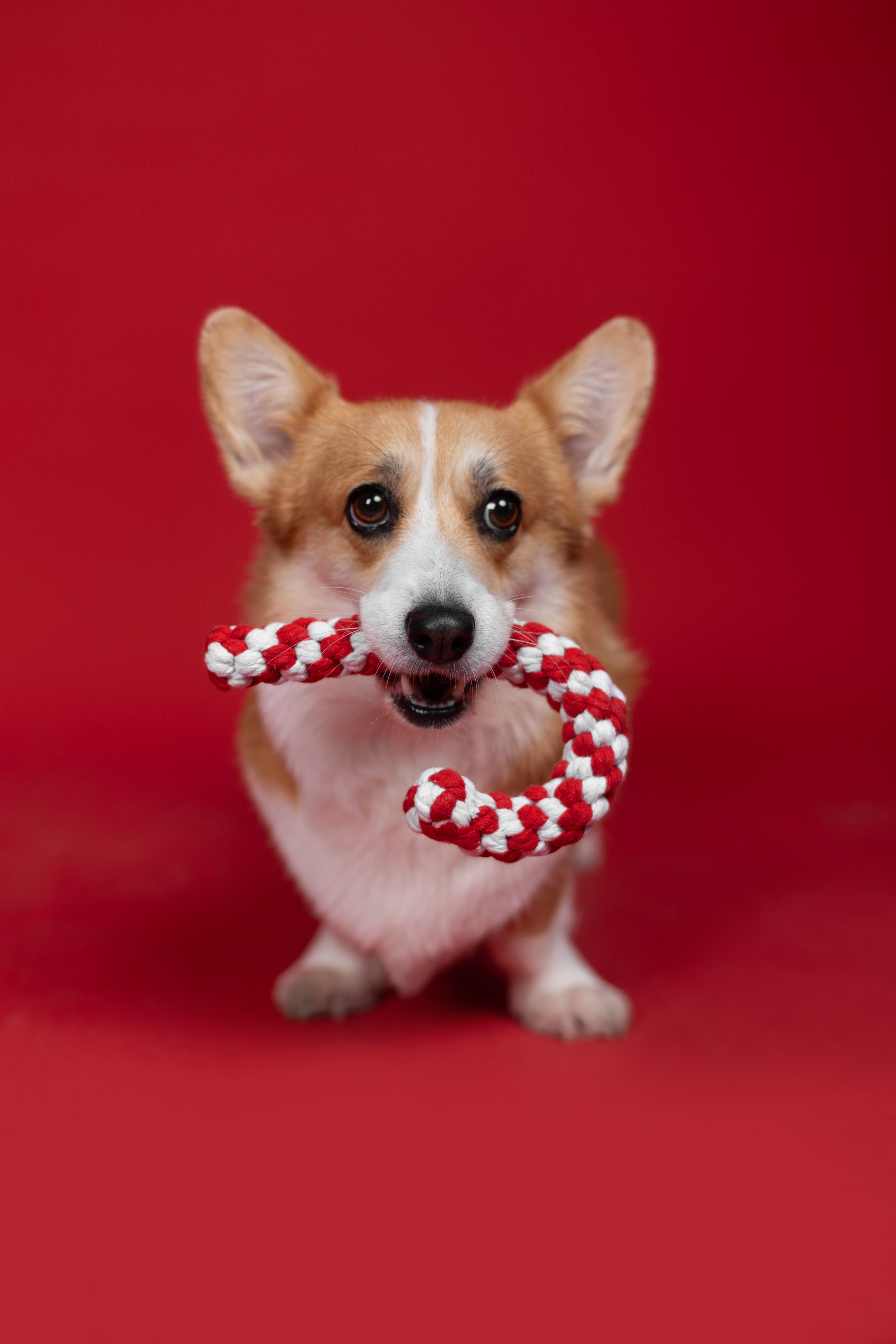 Новогодний Фотодень. Фотограф анималист Кристина Карпова, Москва