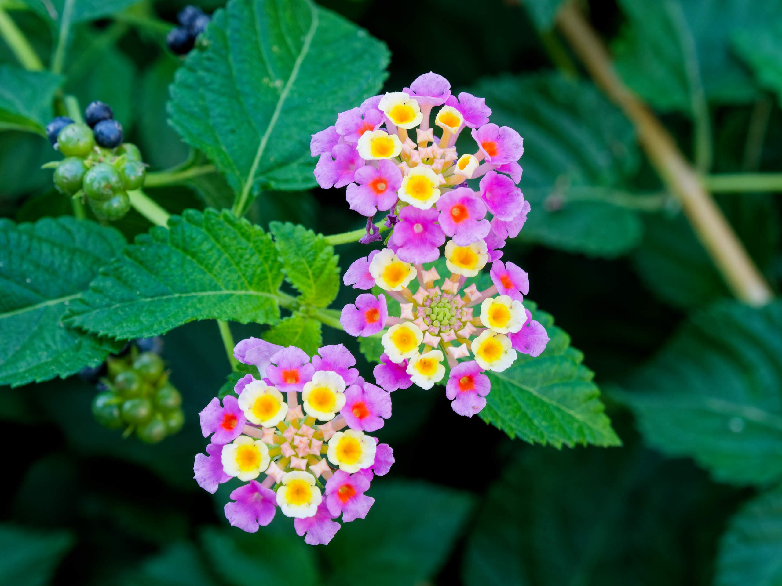 Алания 2025, природа. Избранные фотографии