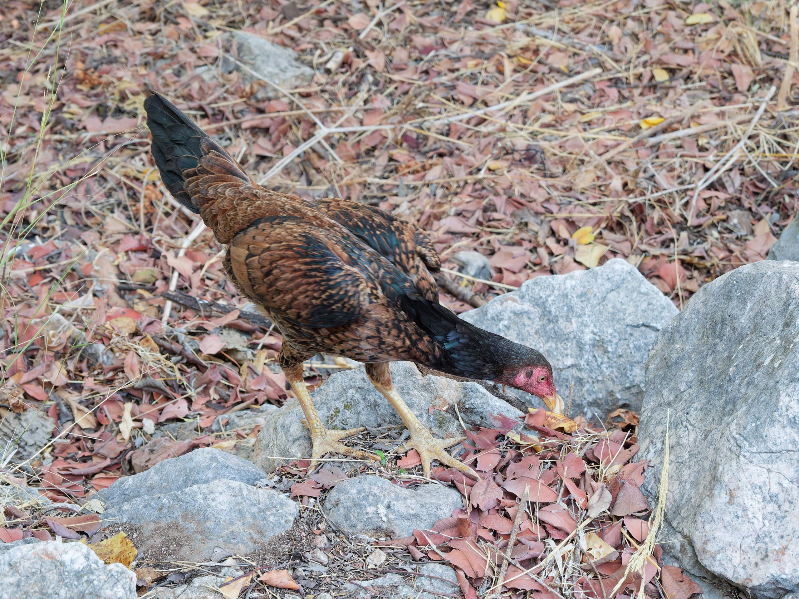 Алания 2025, крепость Alanya Kalesi. Избранные фотографии