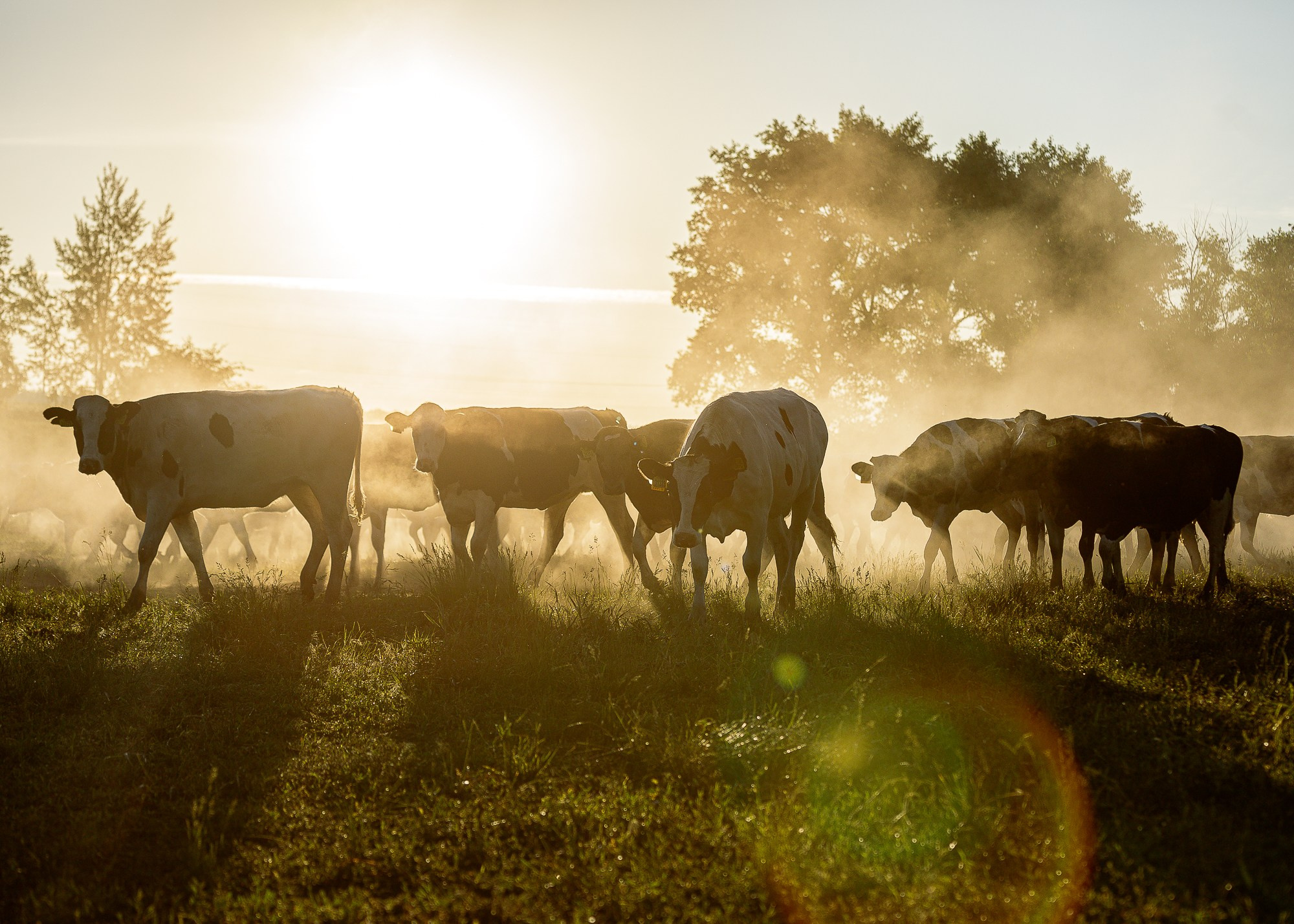 ЭкоНива — производитель молока № 1 в России