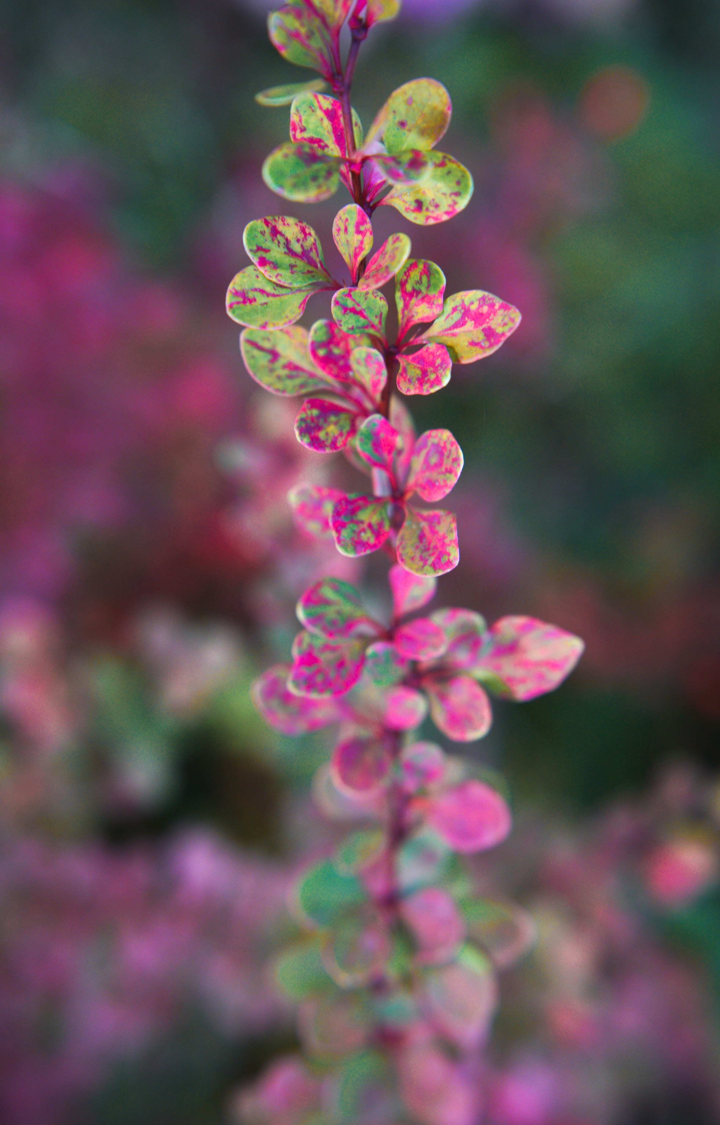 Осень 2025. Фотограф из Москвы — DASHA NOVA | Авторская фотография в разных жанрах