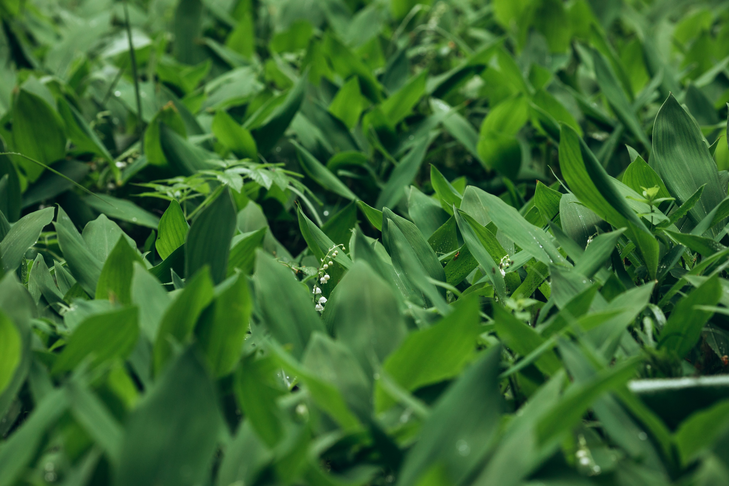 Природные пейзажи. Наталия Клевинскас портретный фотограф в Костроме