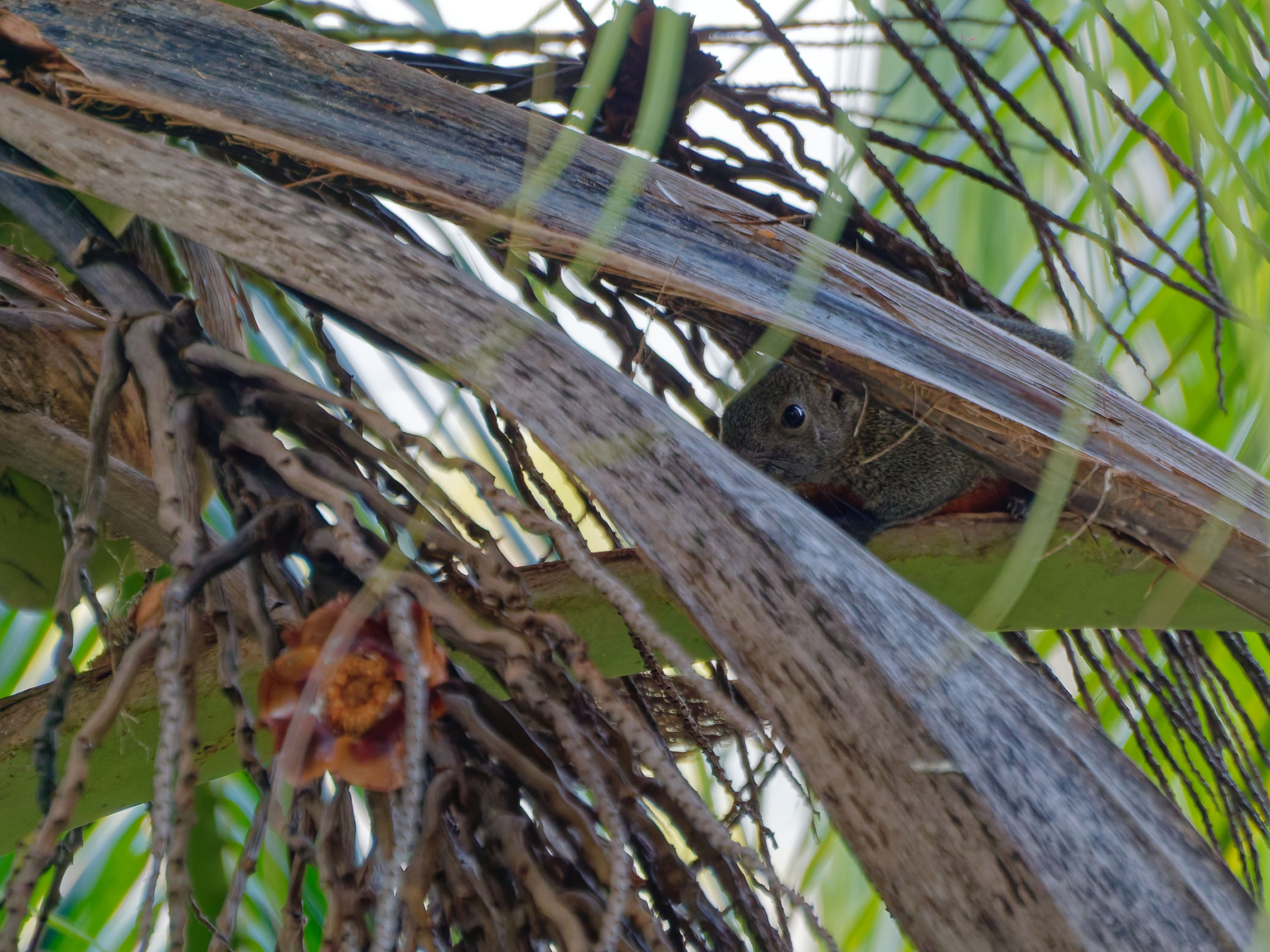 Хайнань 2026, белки. Фотопрогулки по Миру
