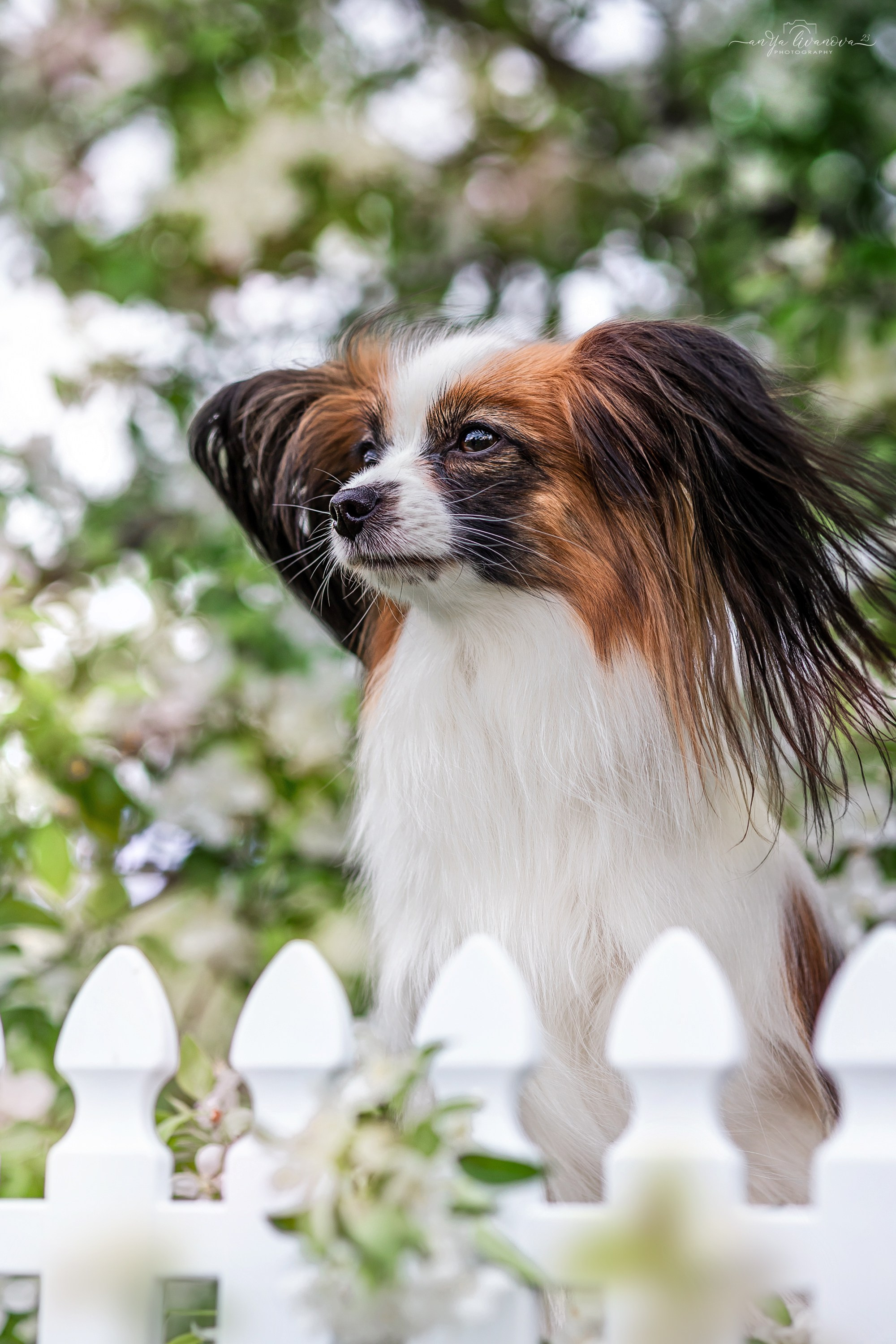 Яблони. Фотограф анималист Аня Ливанова | Рыбинск