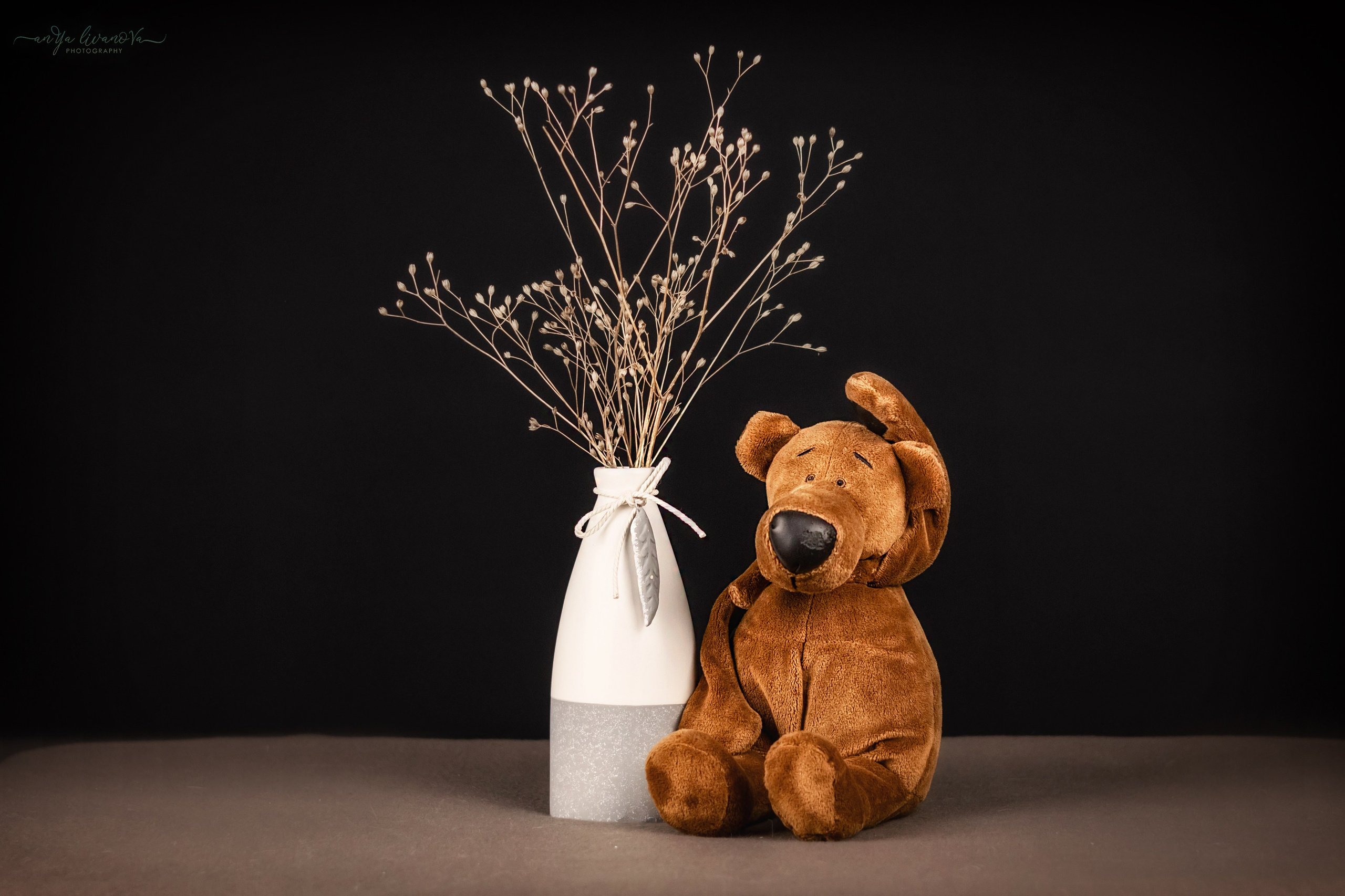 Черный фон. Фотограф анималист Аня Ливанова | Рыбинск