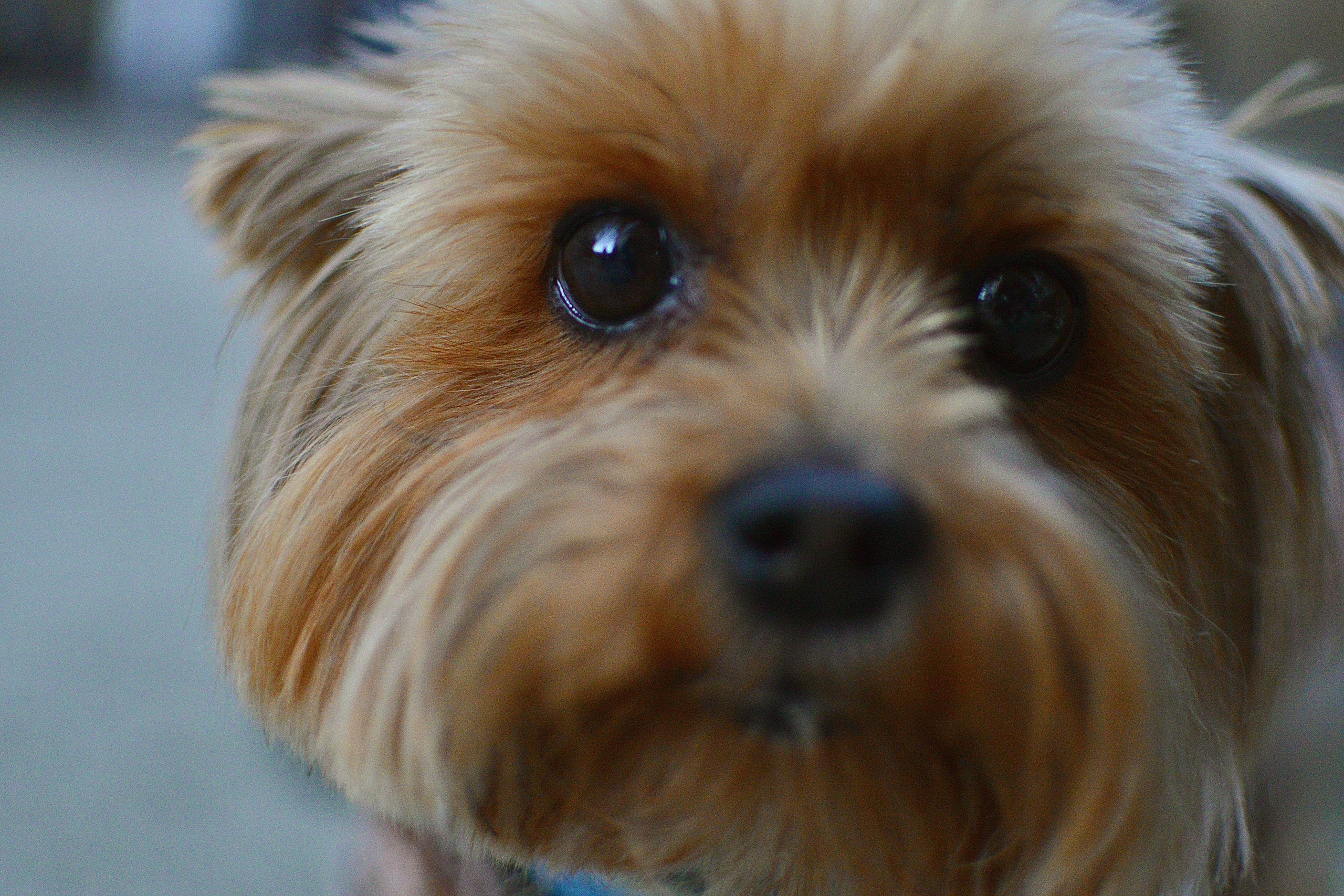 Животные. Фотограф • Елена Миронова