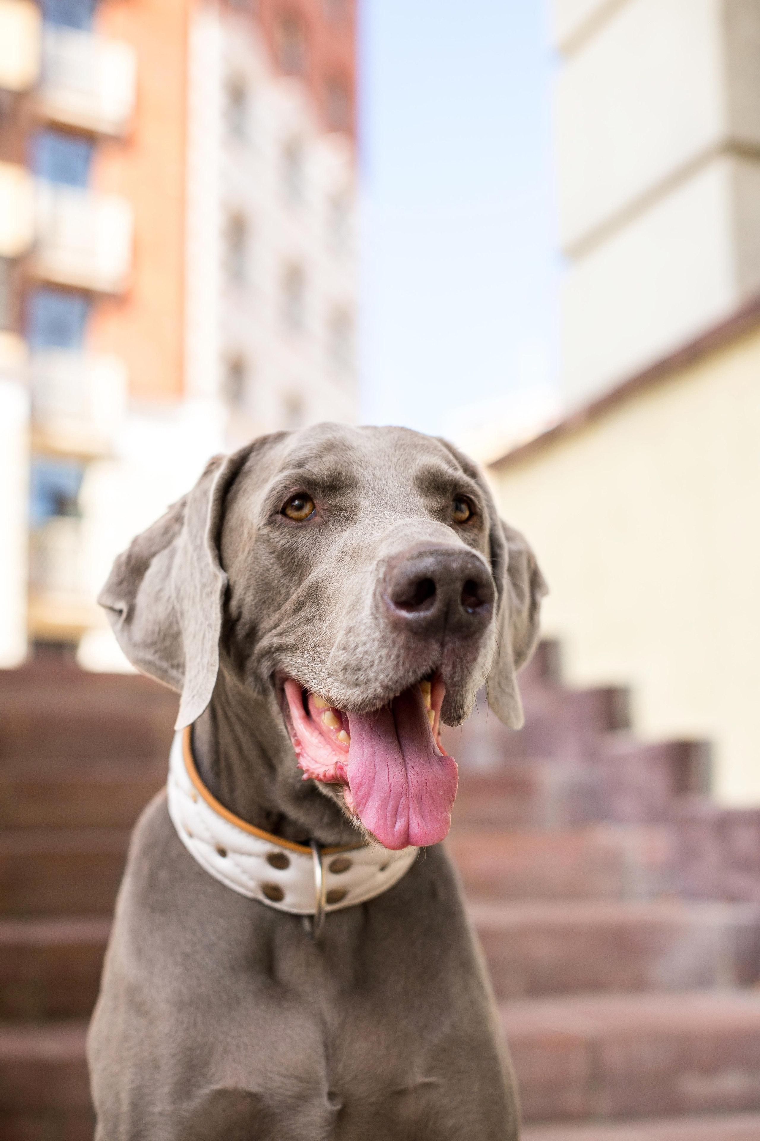 Евгения и Данте. Https://moshkovaphoto.ru/