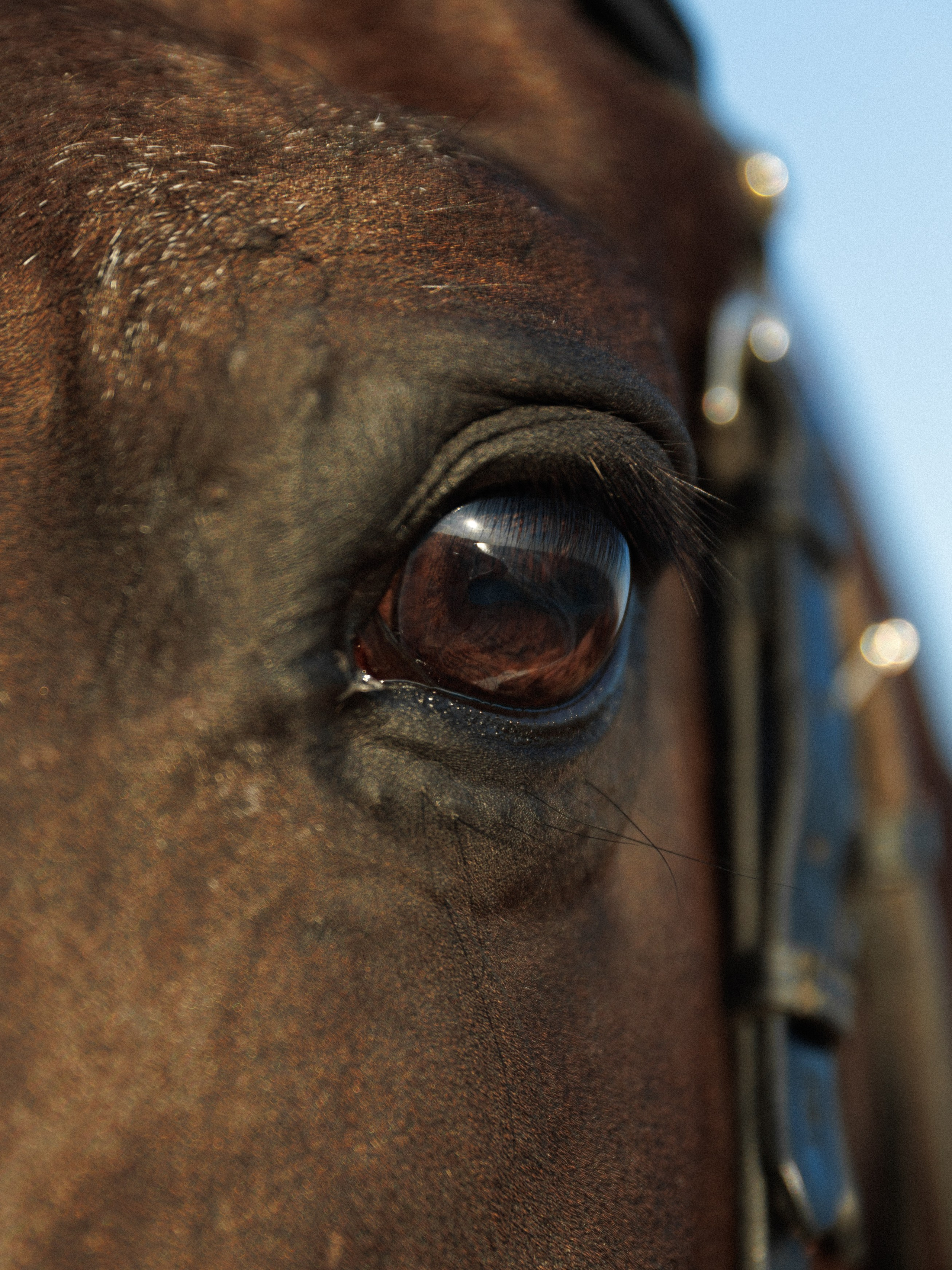 Николай&Анастасия. Свадебный и семейный фотограф в Таганроге и Ростове Руднева Анастасия