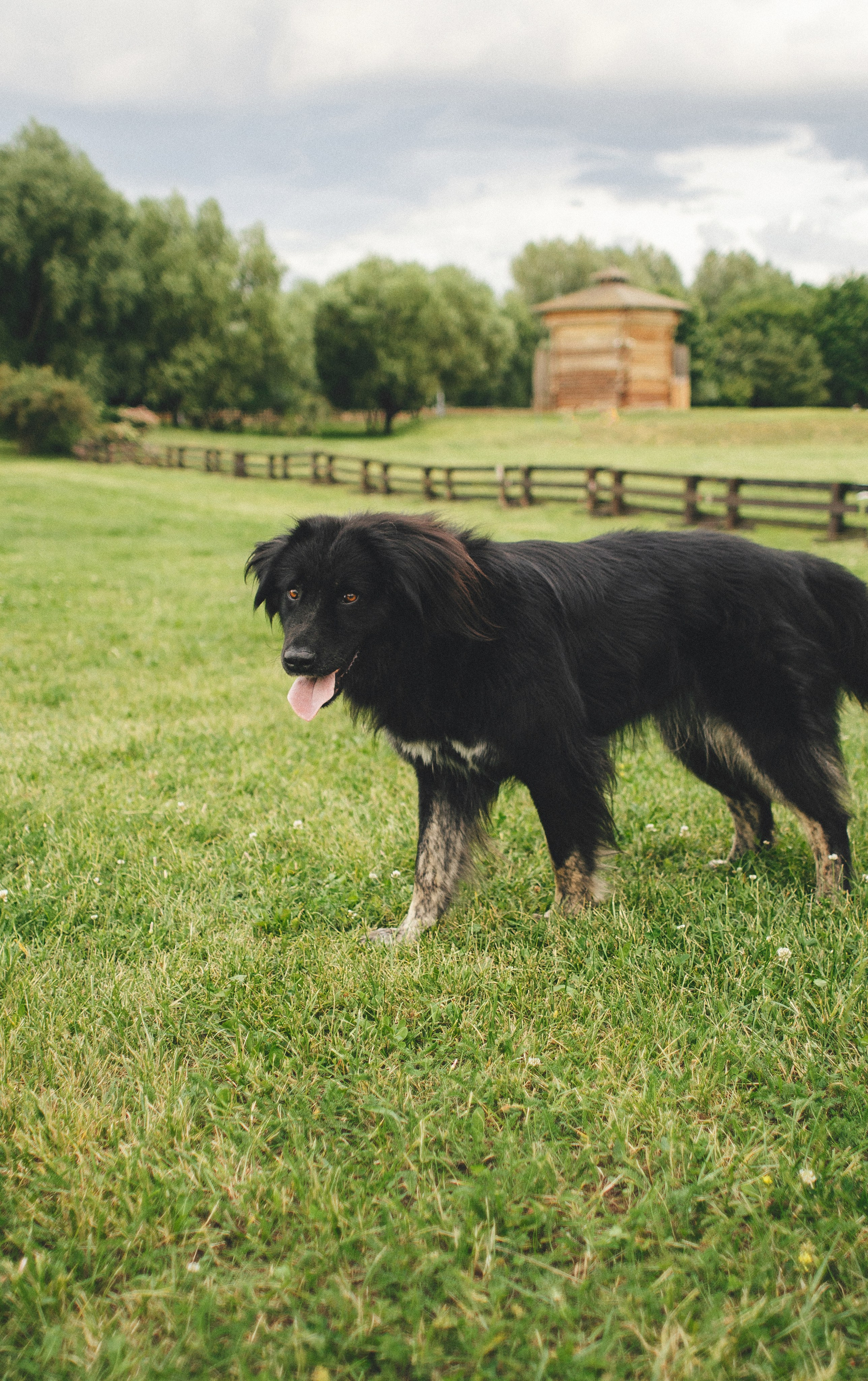 Анна и Марко. Фотограф-анималист Богданова Полина