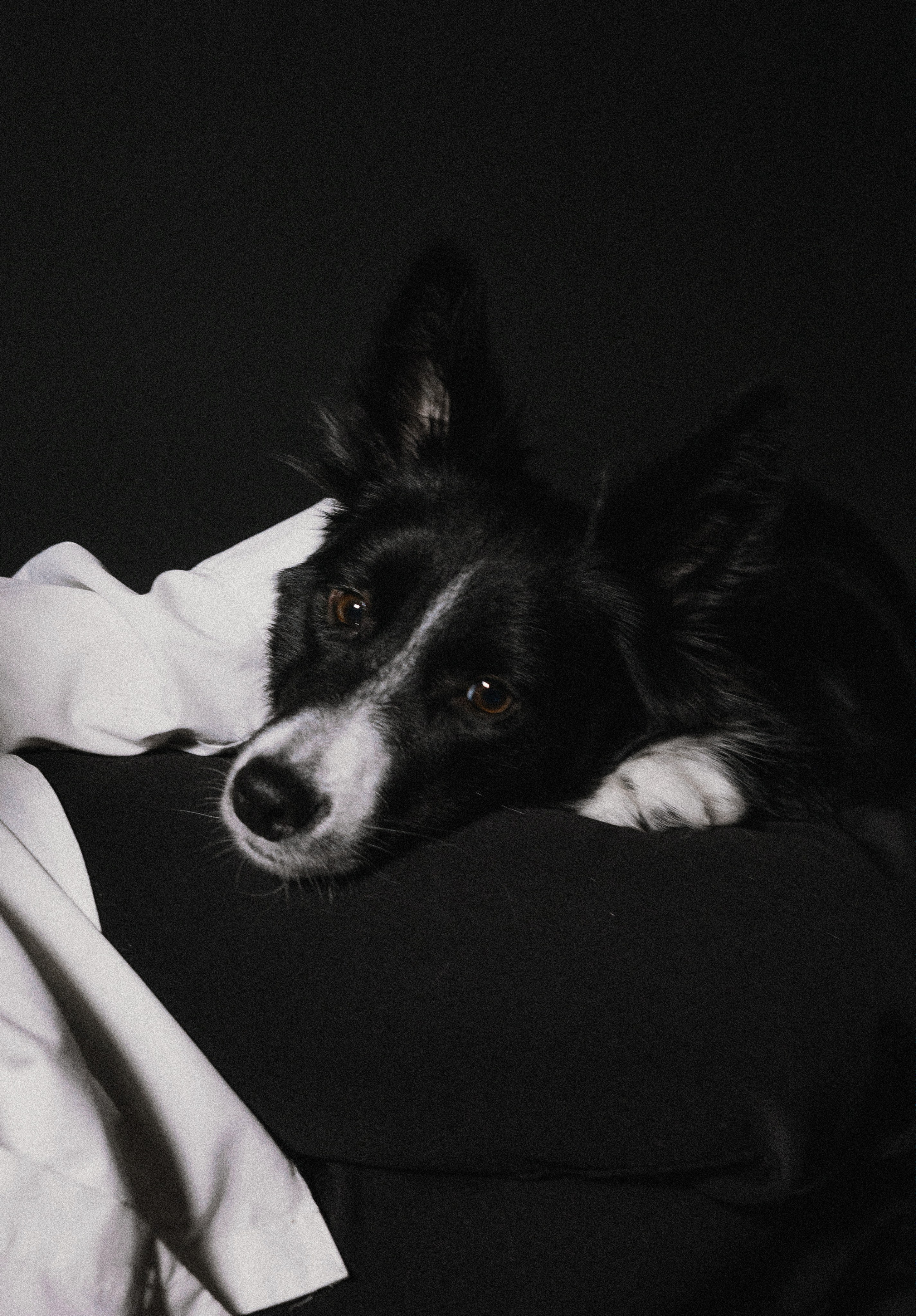 Даша, Дже и Рива. Фотограф-анималист Богданова Полина