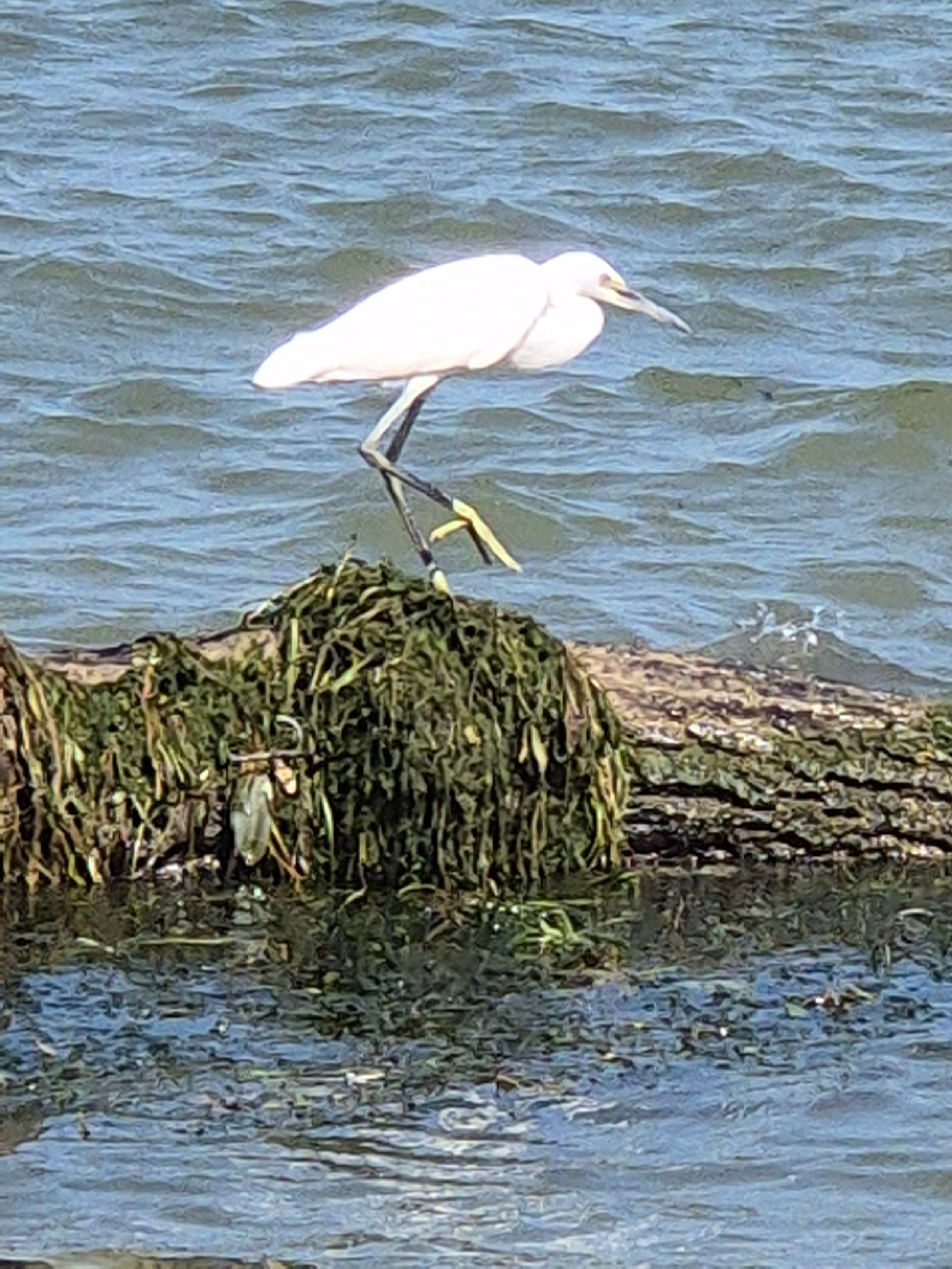 Местная живность не была в восторге от нашего соседства. Но кроме нас на пляже никого не было - разгар рабочего дня