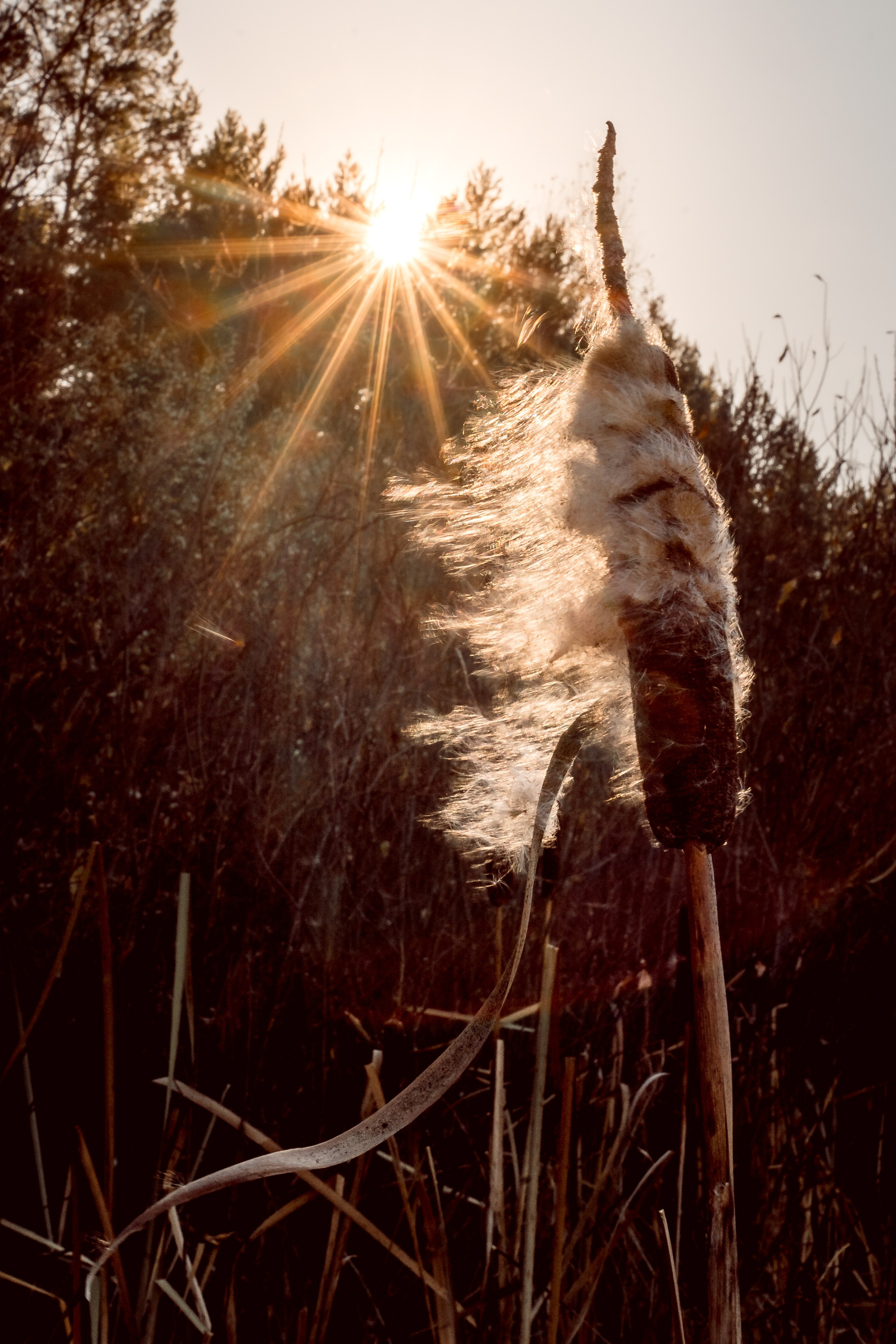Пища для глаз. Ваш фотограф Северск | Томск