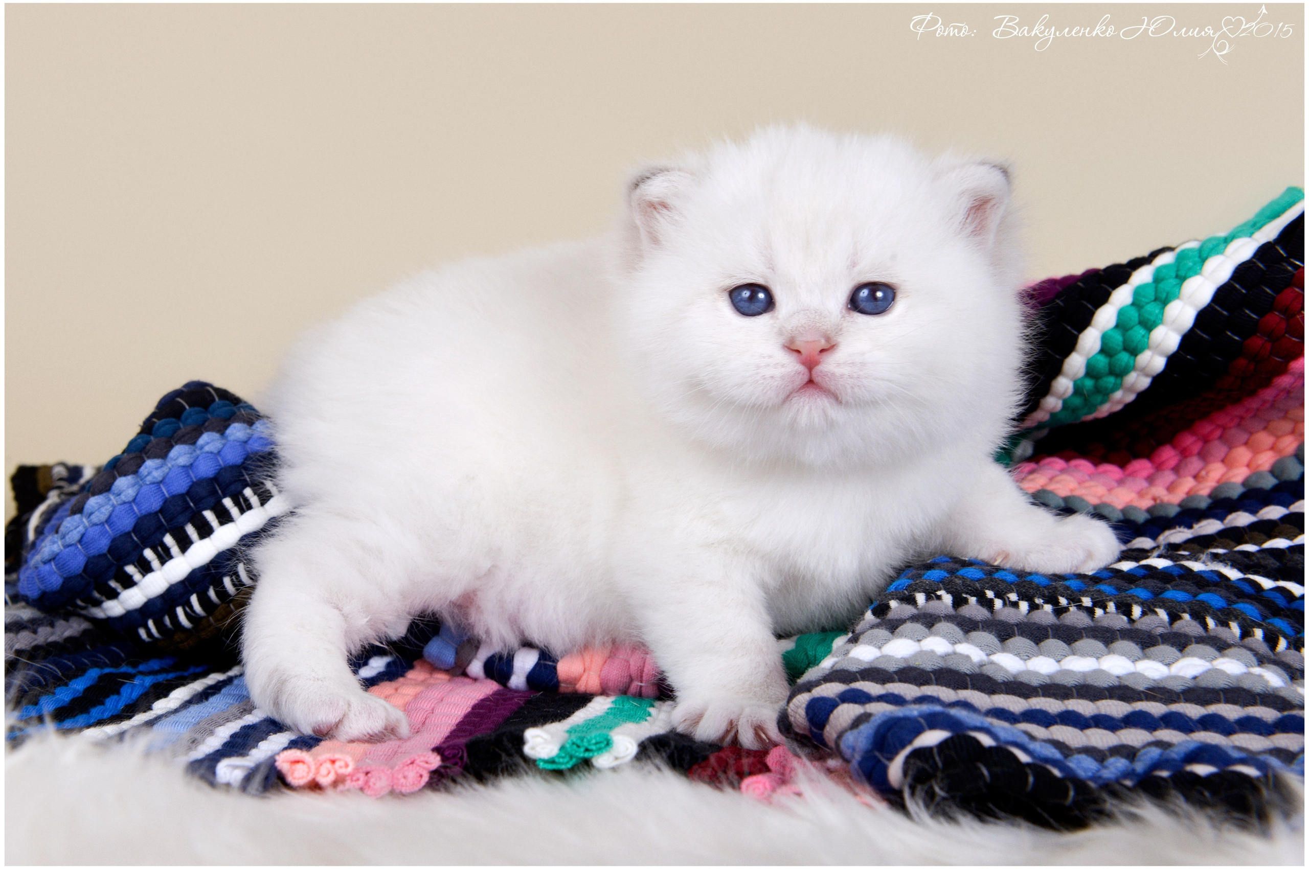 Котята. Фотограф анималист | семейный Юлия Вакуленко, г. Краснодар