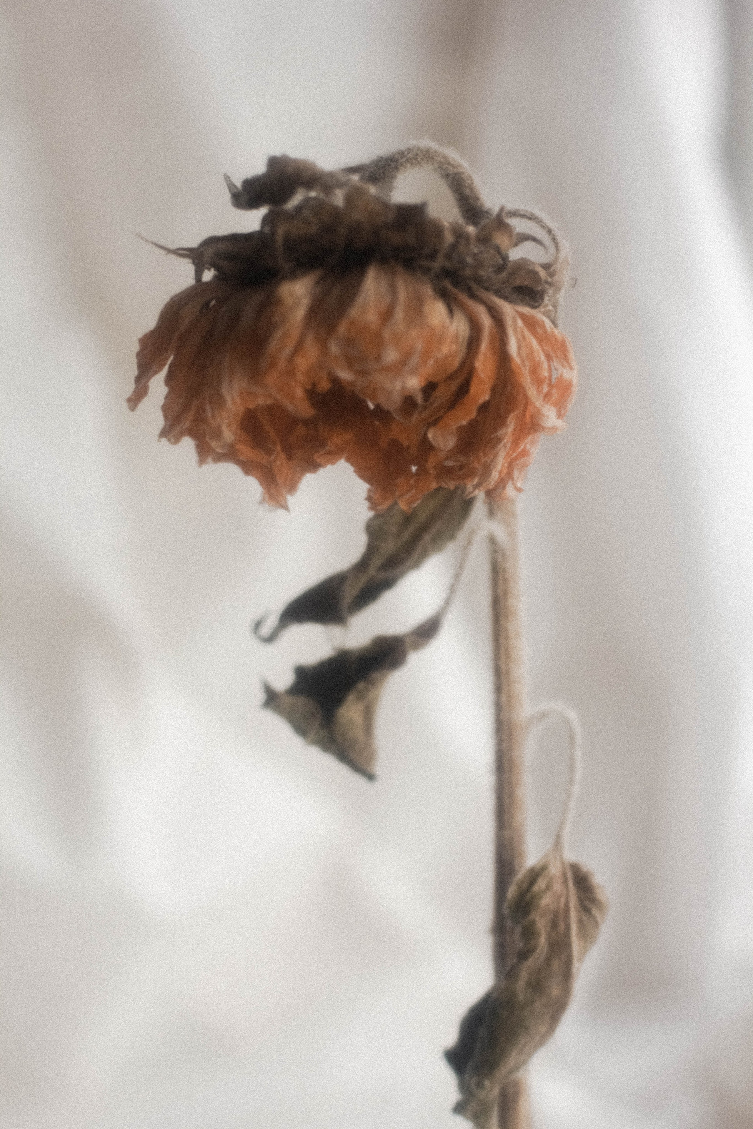 Предметная съемка. Фотограф Полина Треногина