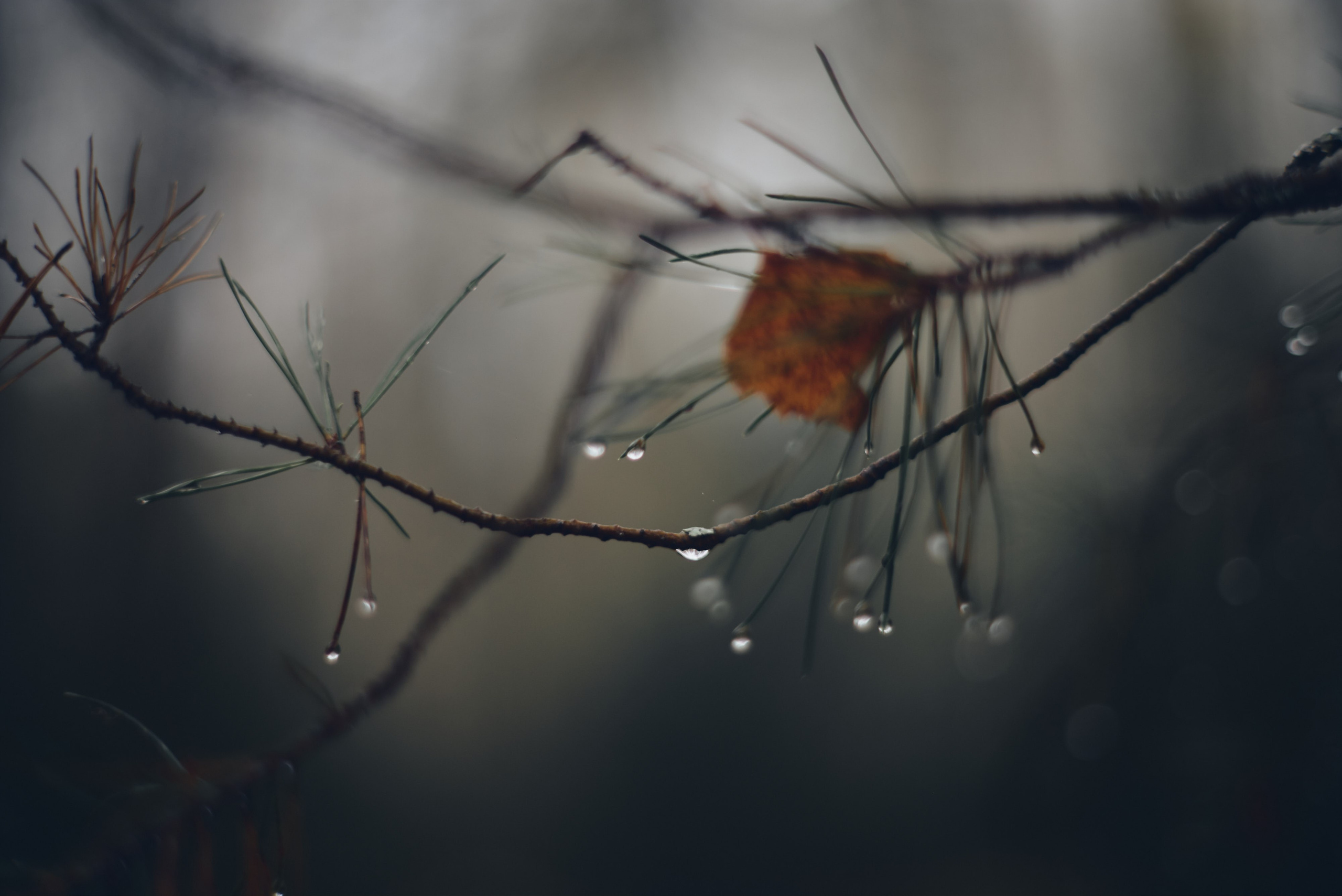 Осенние пейзажи Никола-Ленивца