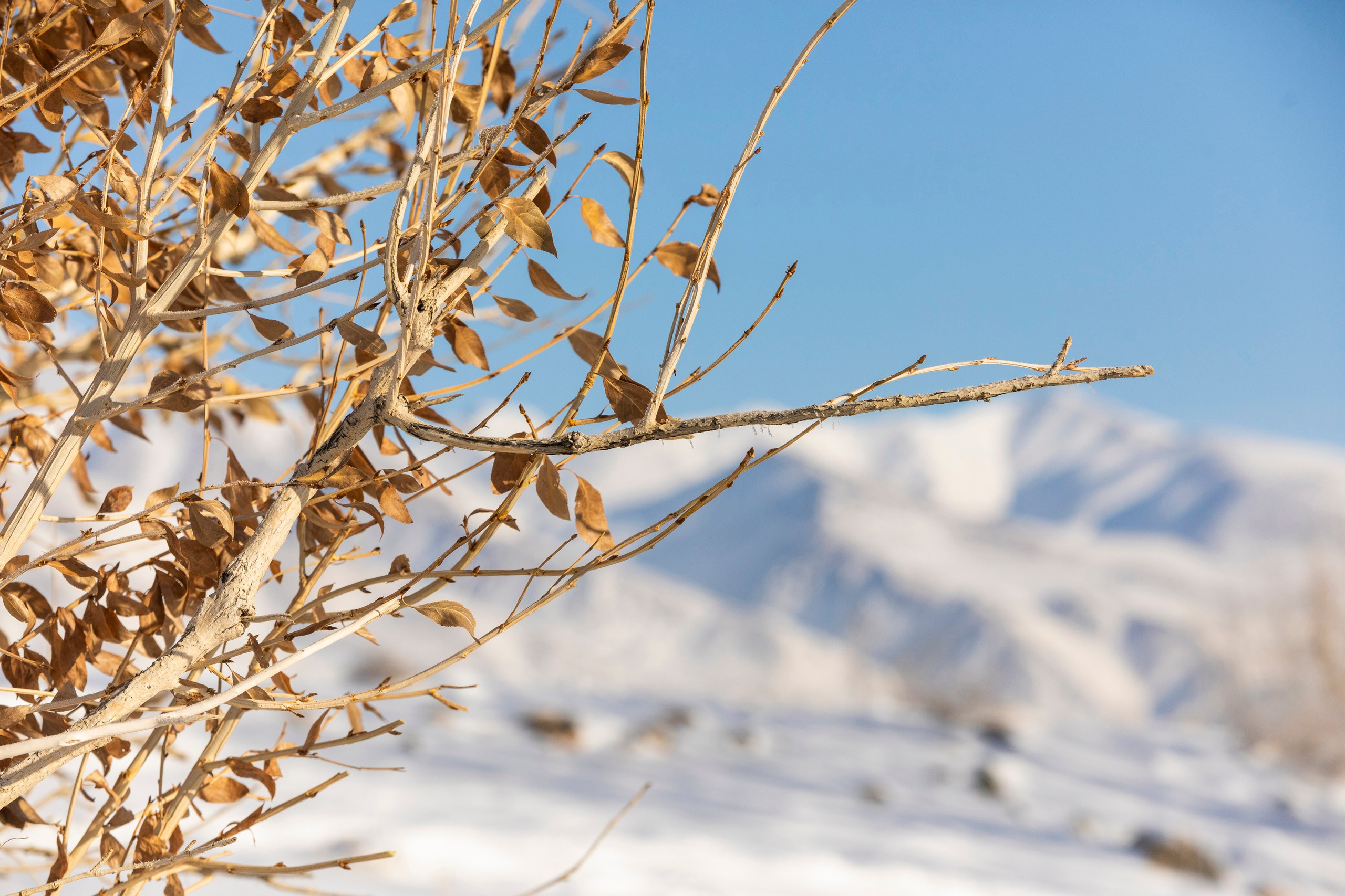 Алтай в декабре. Марина Захарова — Фотограф. Москва / Marina Zakharova — Photographer