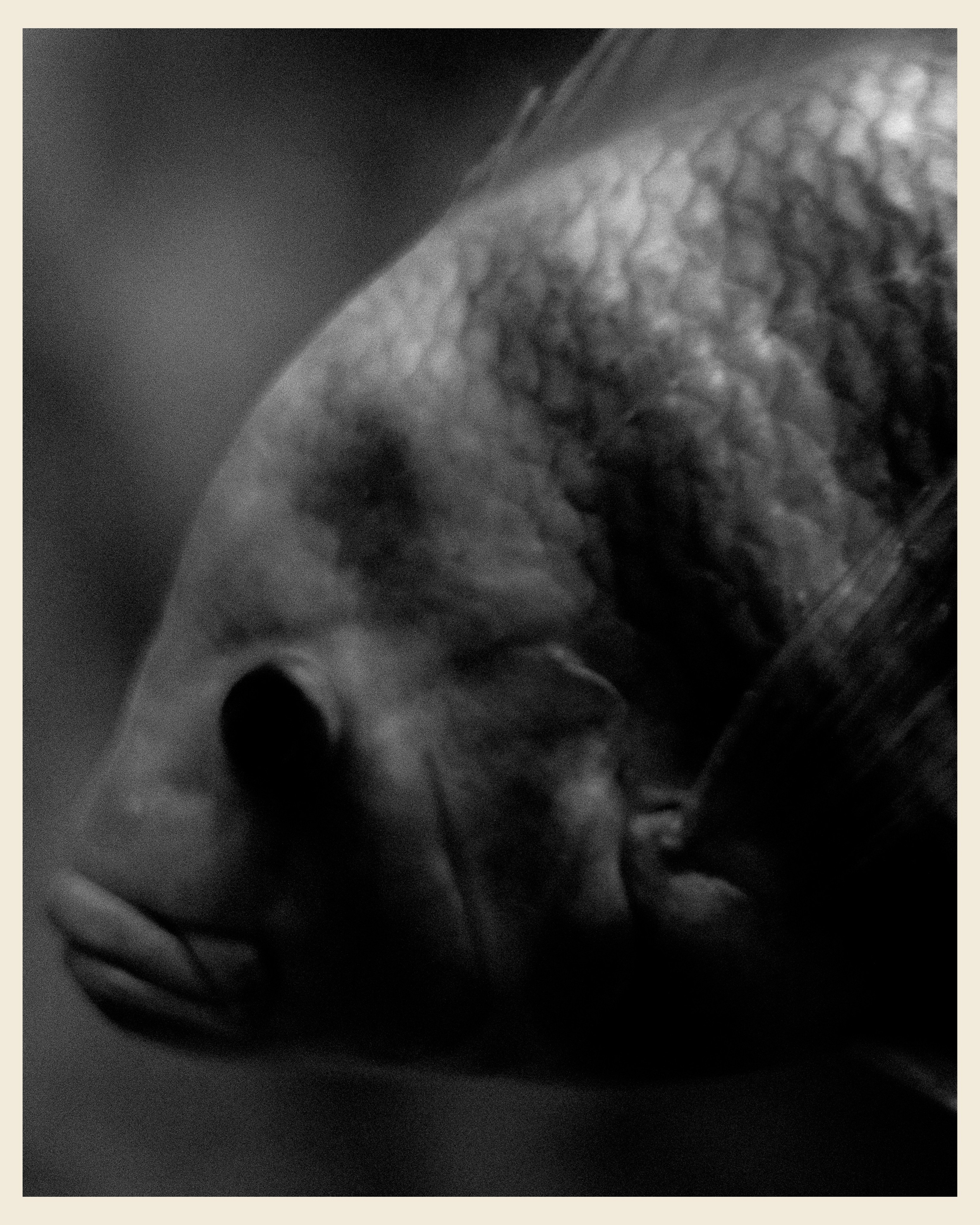 AILAND x VANO. Ivan Petrov photographer