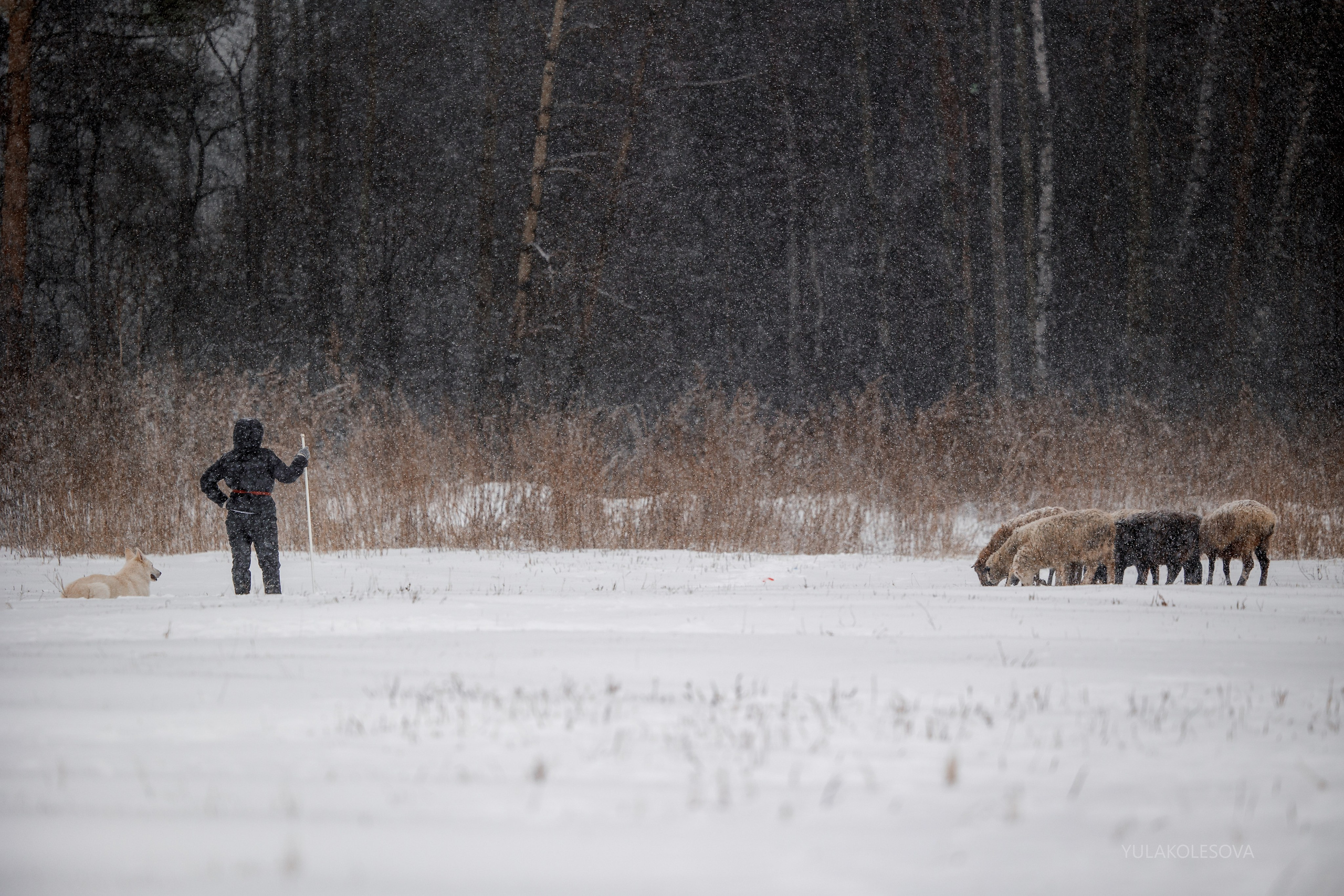 Пастуший интенсив, ноябрь 2024. YULA KOLESOVA | Фотограф — Анималист | Художник | Тюмень