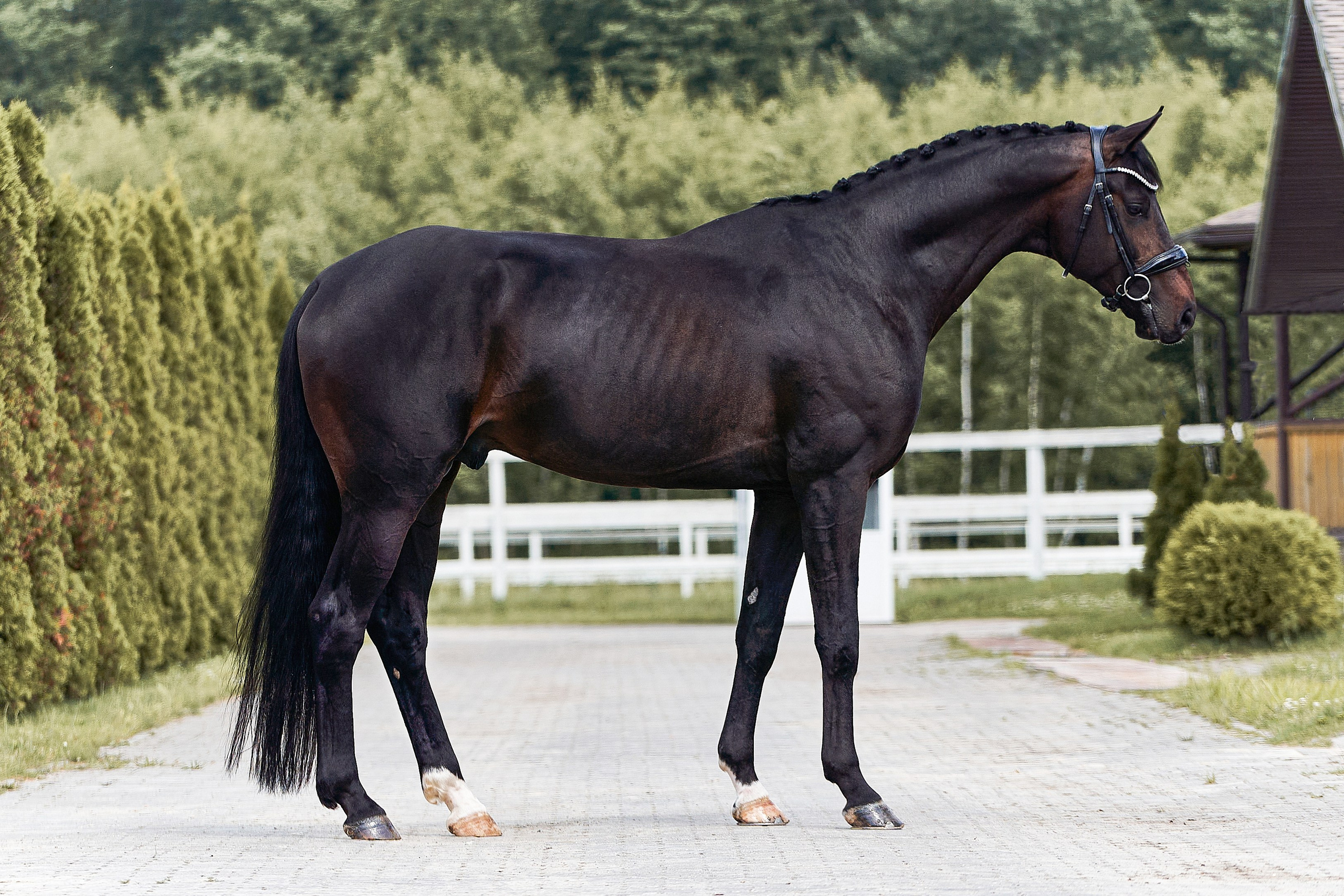 Экстерьеры Ваших лошадей. Фотосессии с лошадьми в Москве, Новосибирске