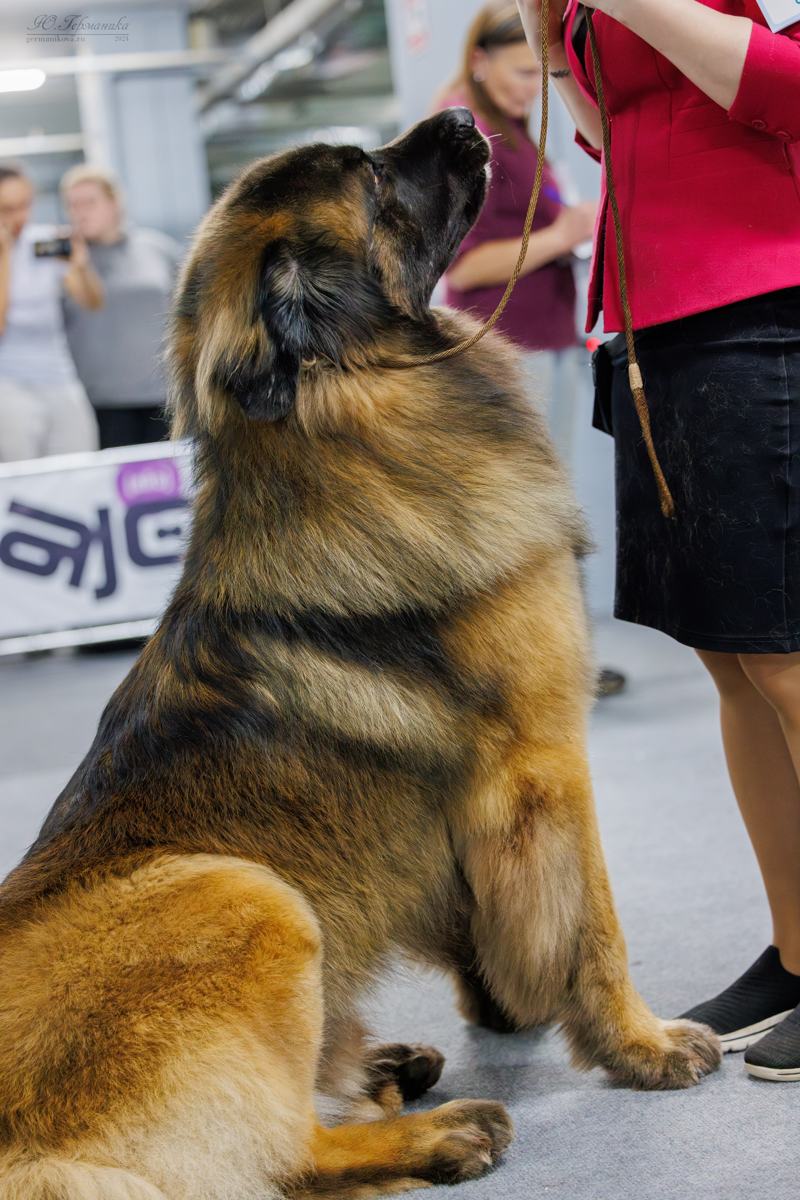 Крокус 21.12.2024,Сфера 29.12.2024. Фотограф-анималист Юлия Германика