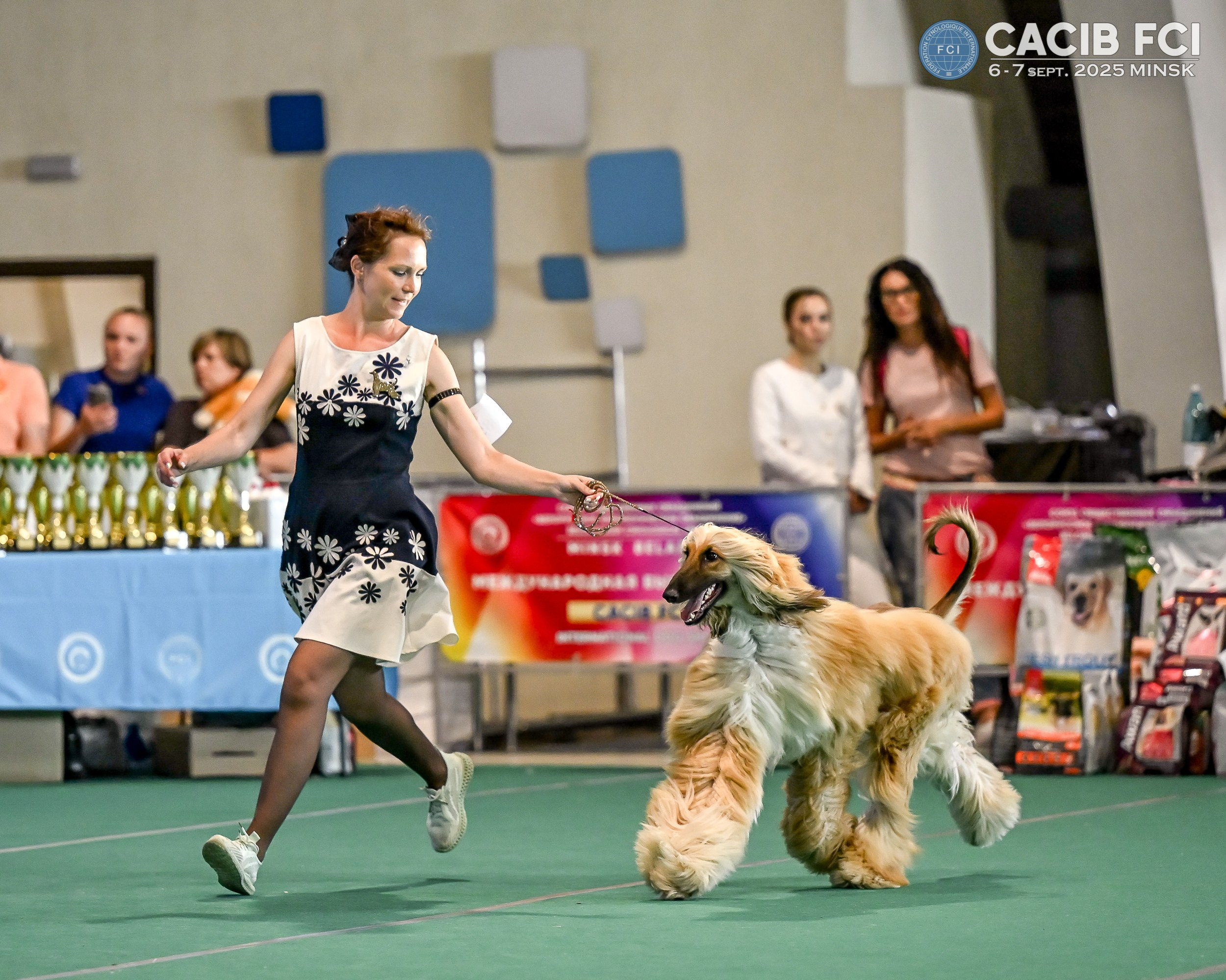 06-07.09.25 Международная выставка собак, Минск, CACIB, FCI. Галерея фотографий афганской борзой