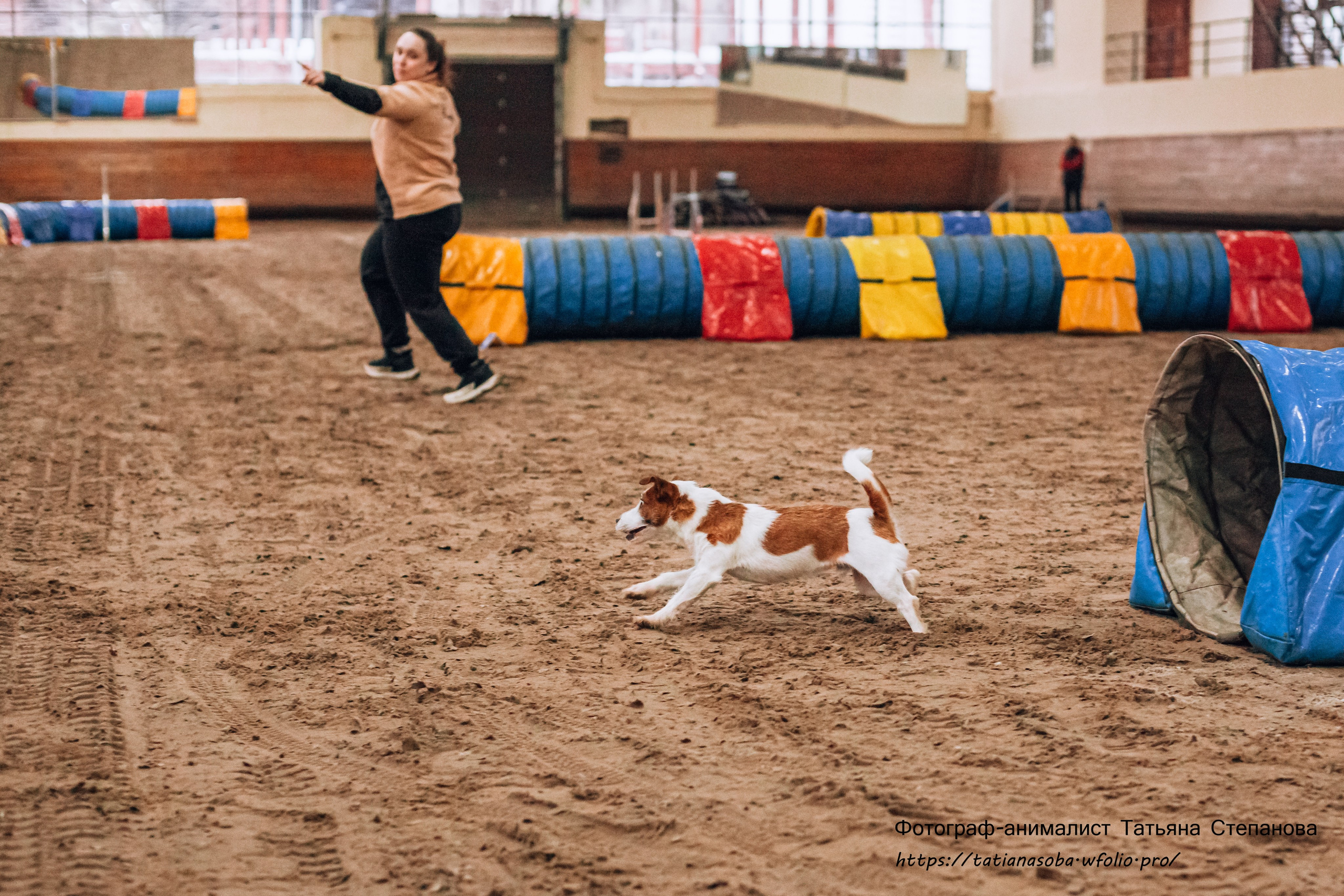 Соревнования по Аджилити 25.02.2024. Фотограф-анималист Татьяна Степанова