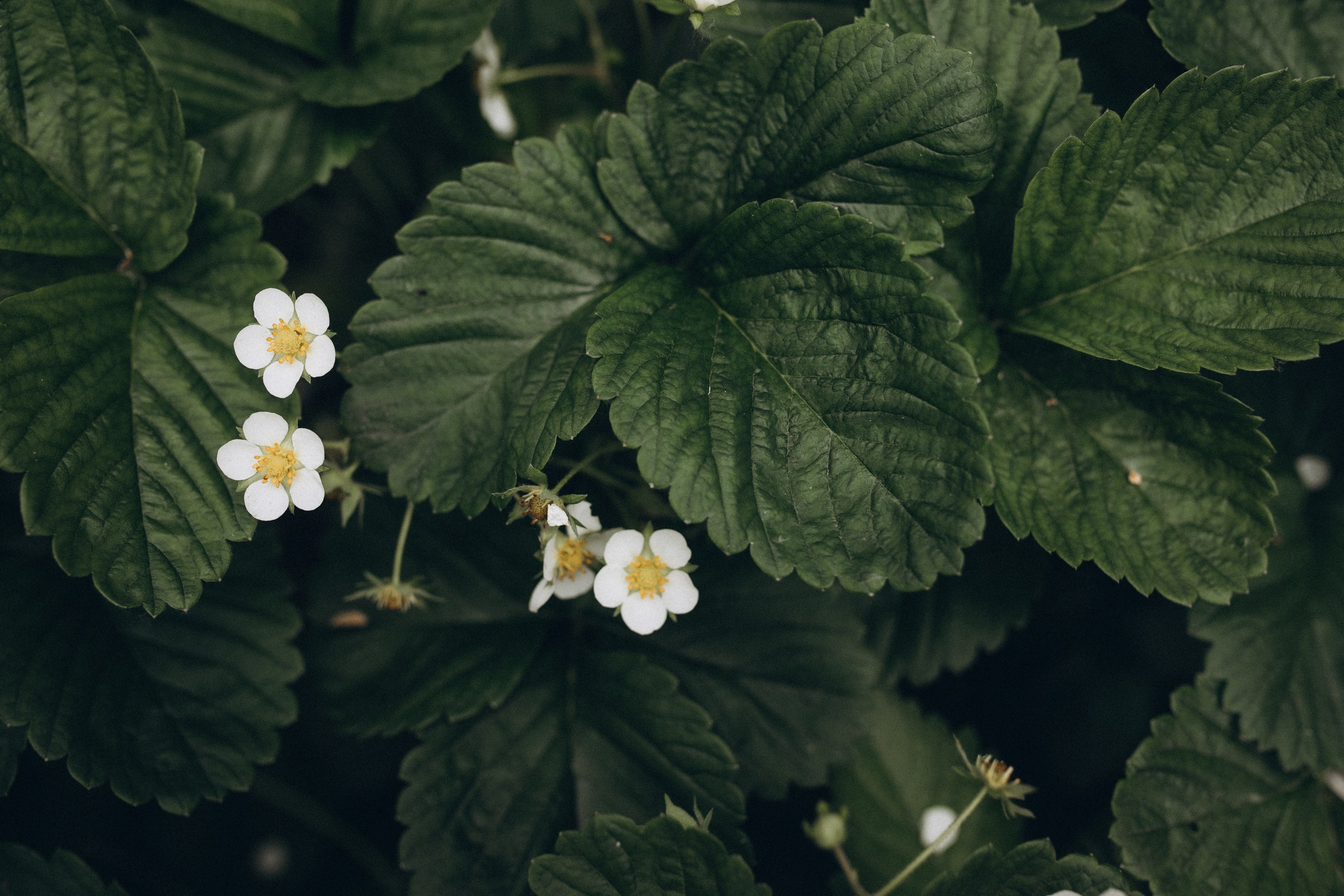 Любовь с нами. Семейный и свадебный фотограф Анна Кожокарь