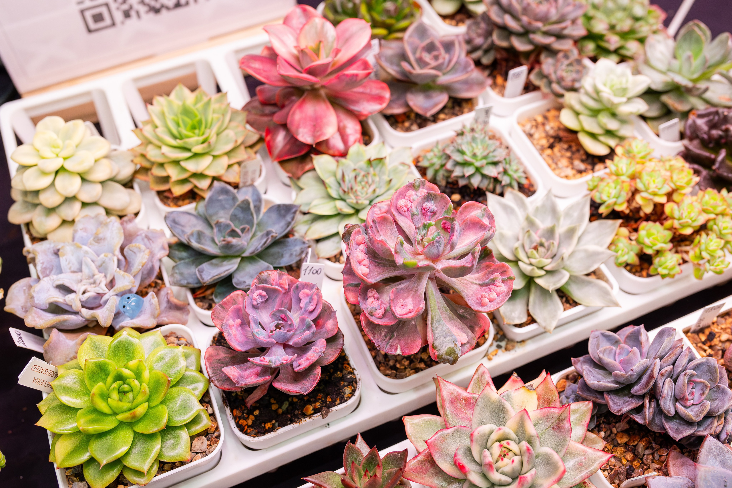 Монстериум 11–12 октября. Александра Куликова фотограф, Москва