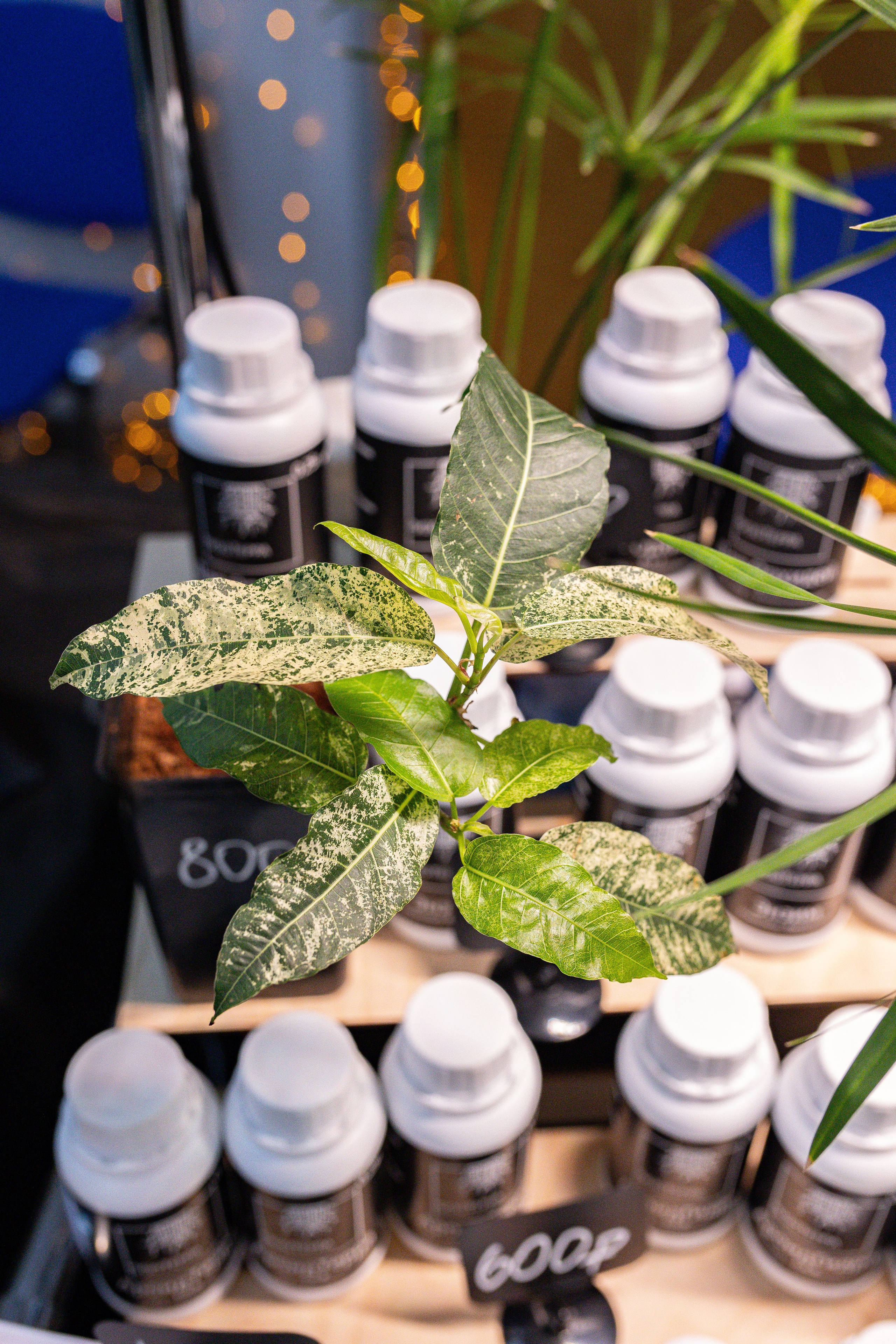 Орхидиум 12.2025. Александра Куликова фотограф, Москва