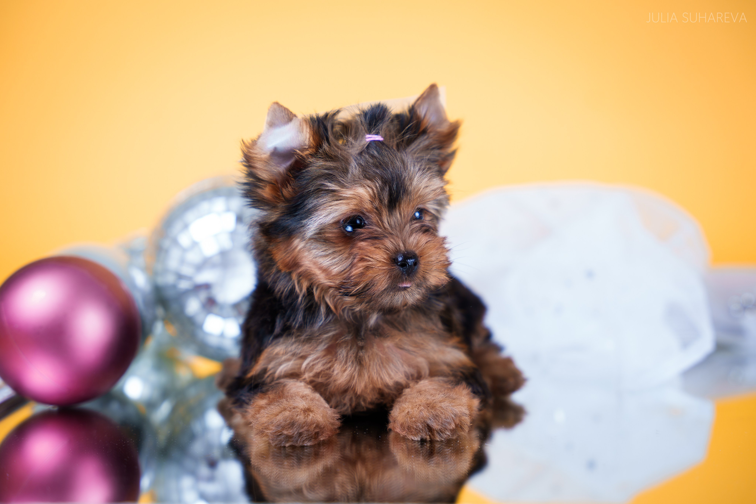 Йоркширский терьер (домашняя съемка). Главная