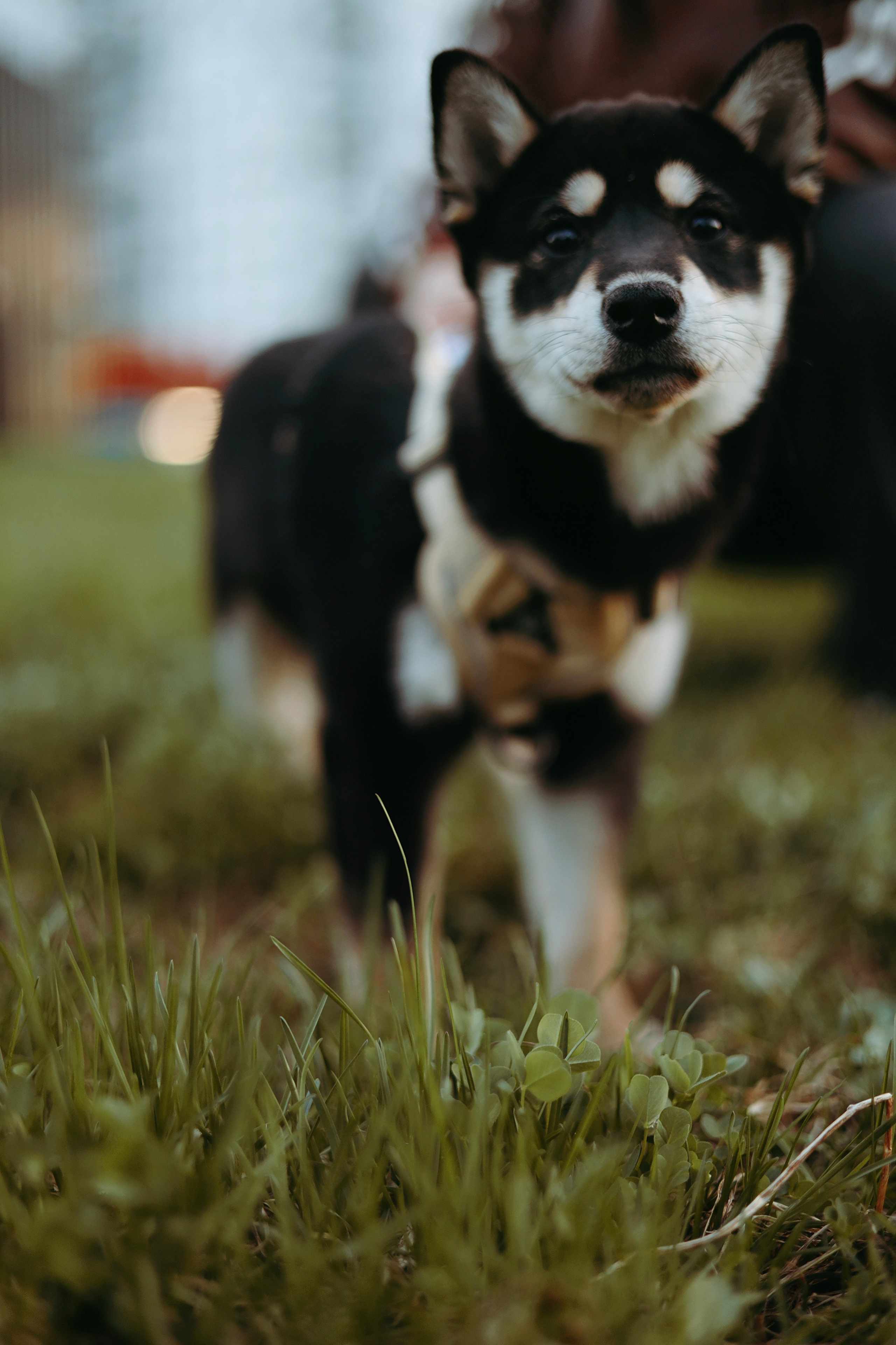 Puppy. Фотосессии в Москве и Санкт-Петербурге, а также по столицам стран Евро