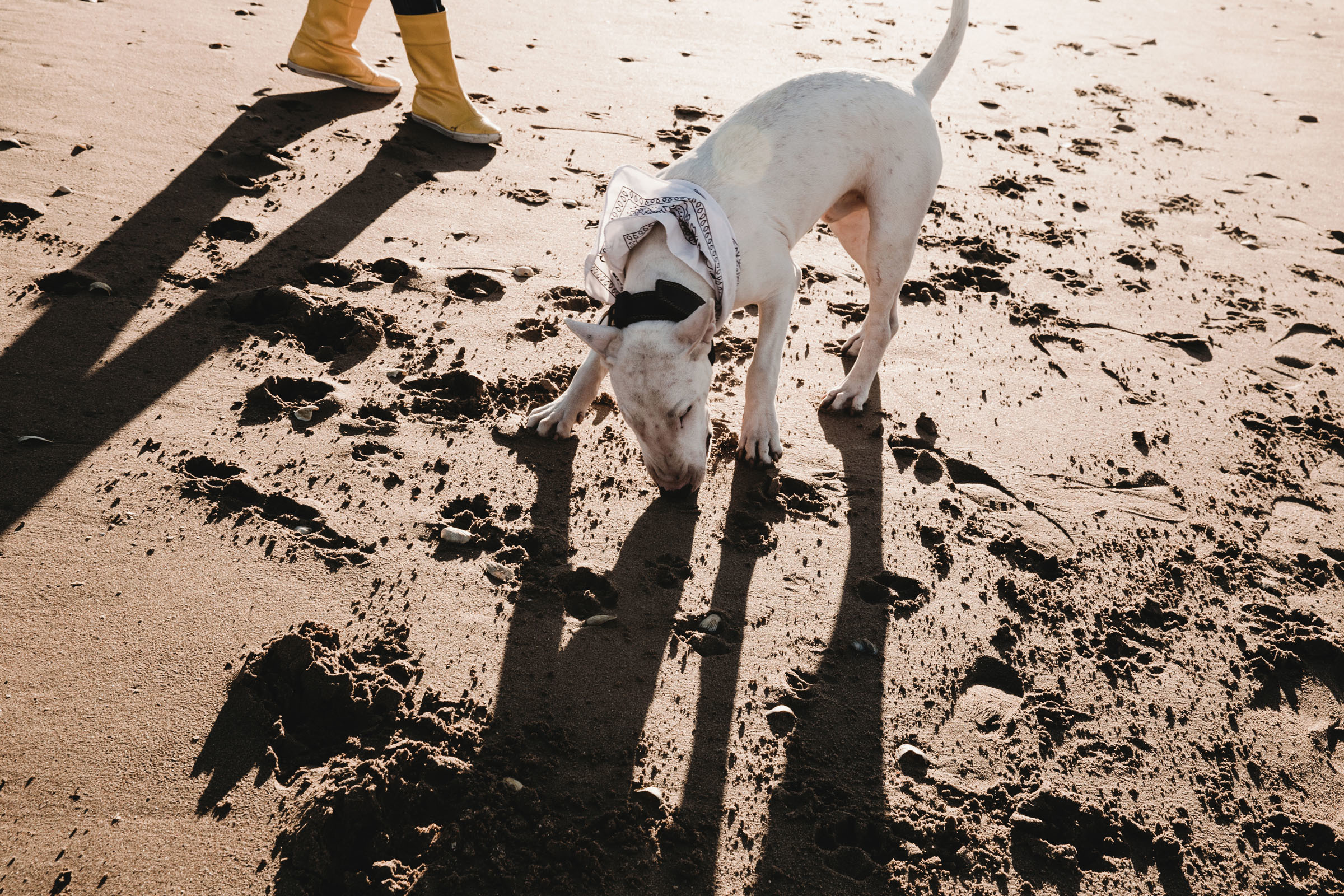 Пёс //Дэнис&Александра. Фотограф Алутера Ирина