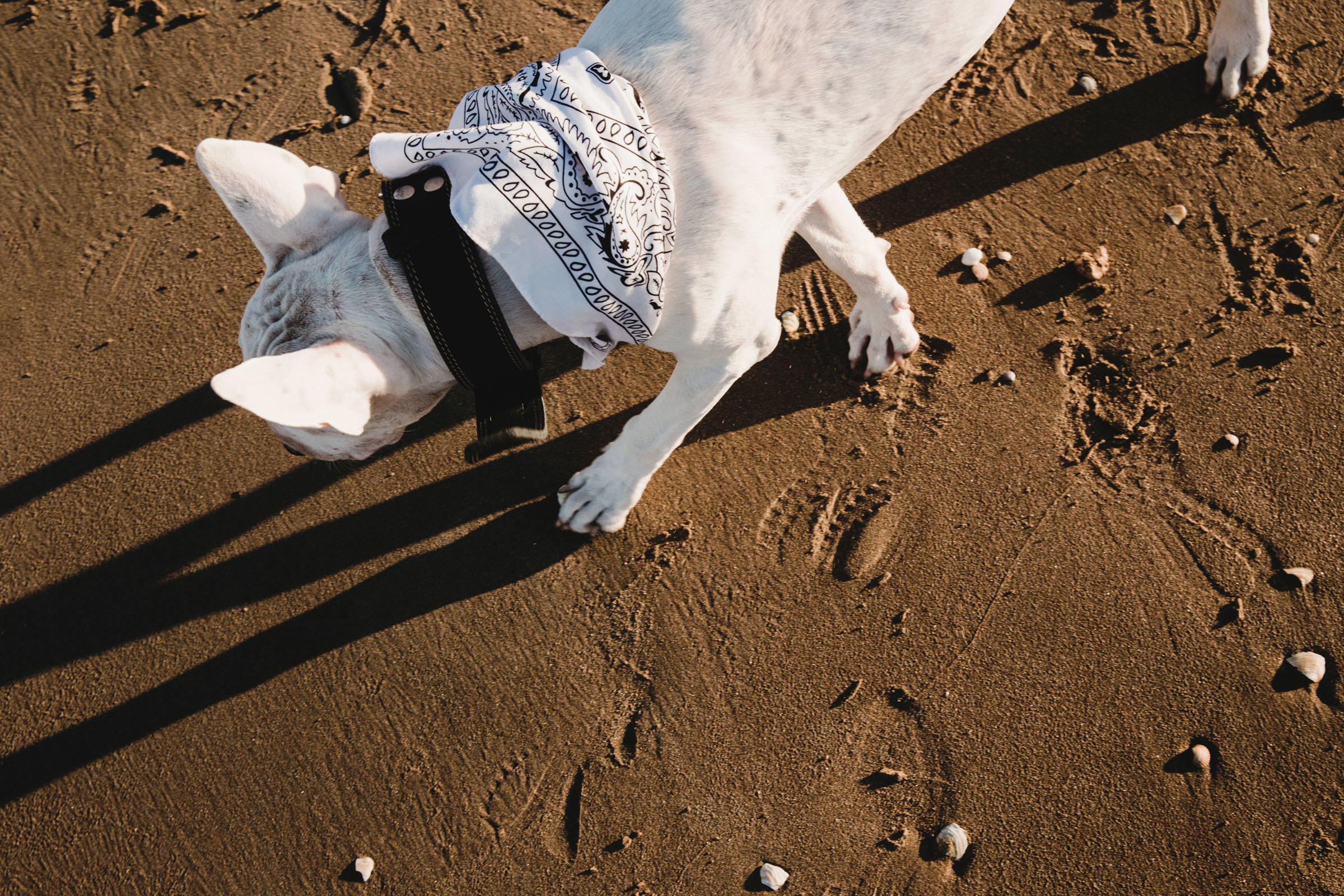 Пёс //Дэнис&Александра. Фотограф Алутера Ирина