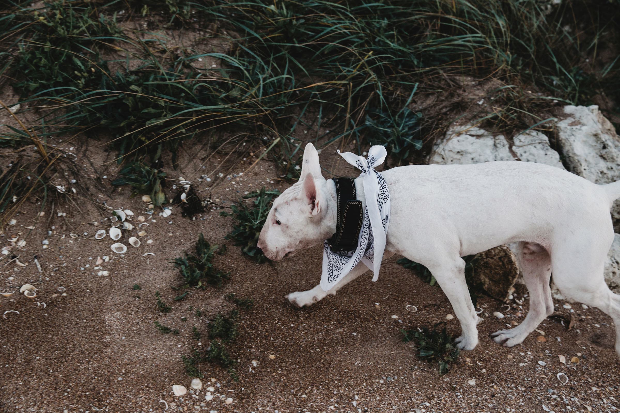 Пёс //Дэнис&Александра. Фотограф Алутера Ирина