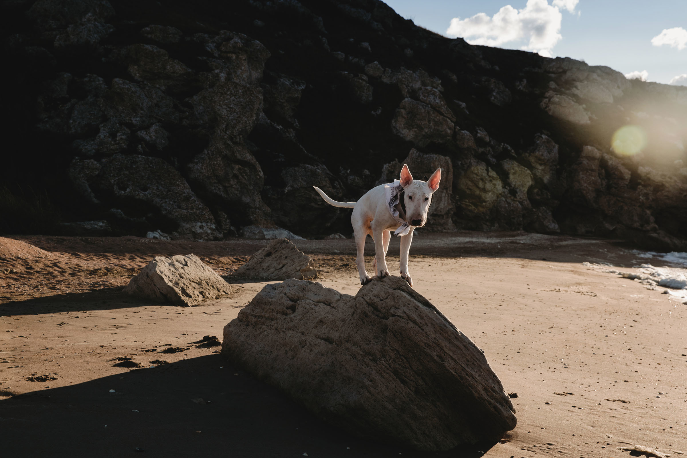 Пёс //Дэнис&Александра. Фотограф Алутера Ирина