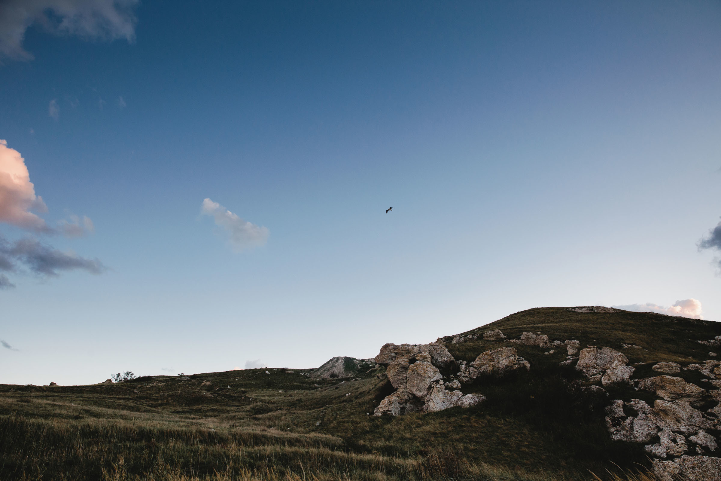 Пёс //Дэнис&Александра. Фотограф Алутера Ирина