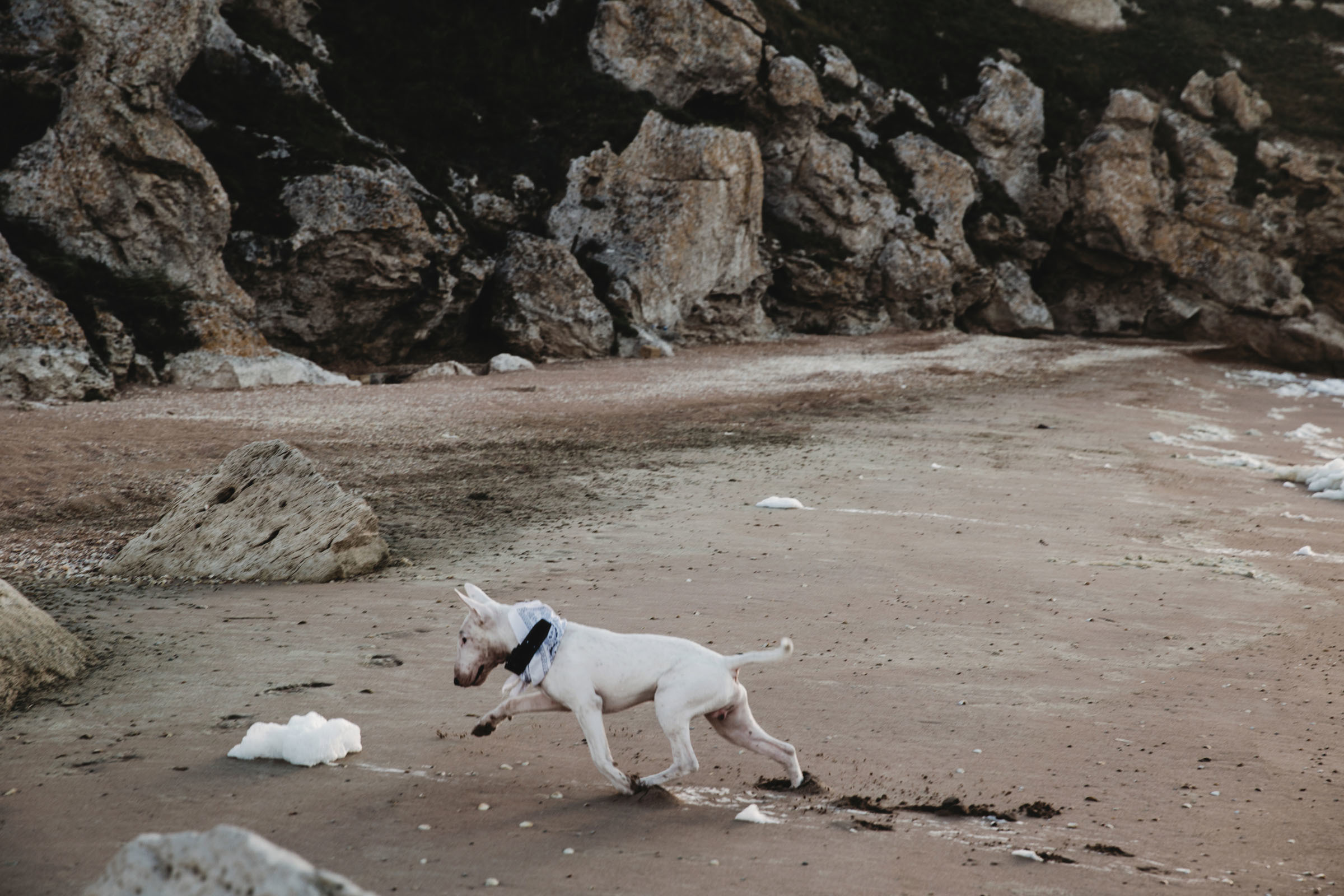 Пёс //Дэнис&Александра. Фотограф Алутера Ирина