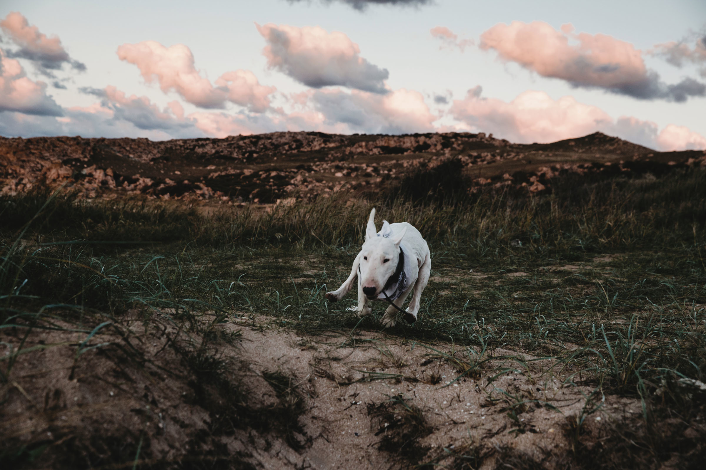 Пёс //Дэнис&Александра. Фотограф Алутера Ирина