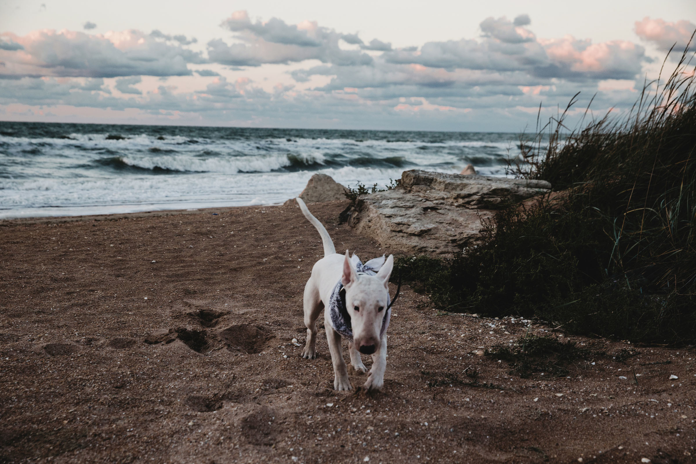 Пёс //Дэнис&Александра. Фотограф Алутера Ирина