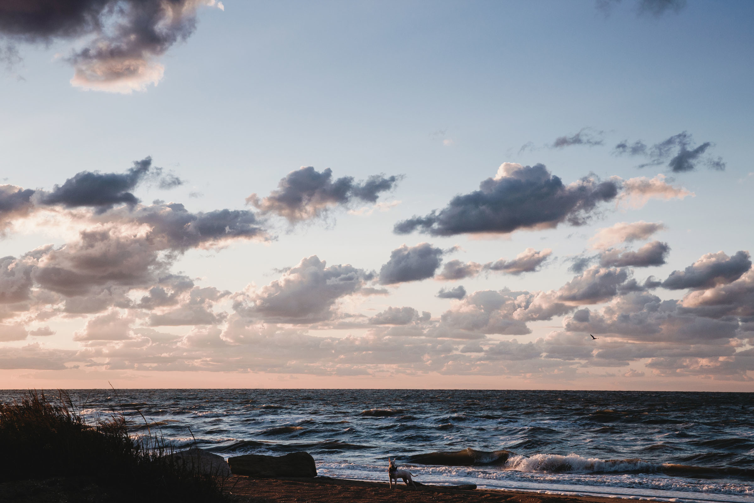 Пёс //Дэнис&Александра. Фотограф Алутера Ирина