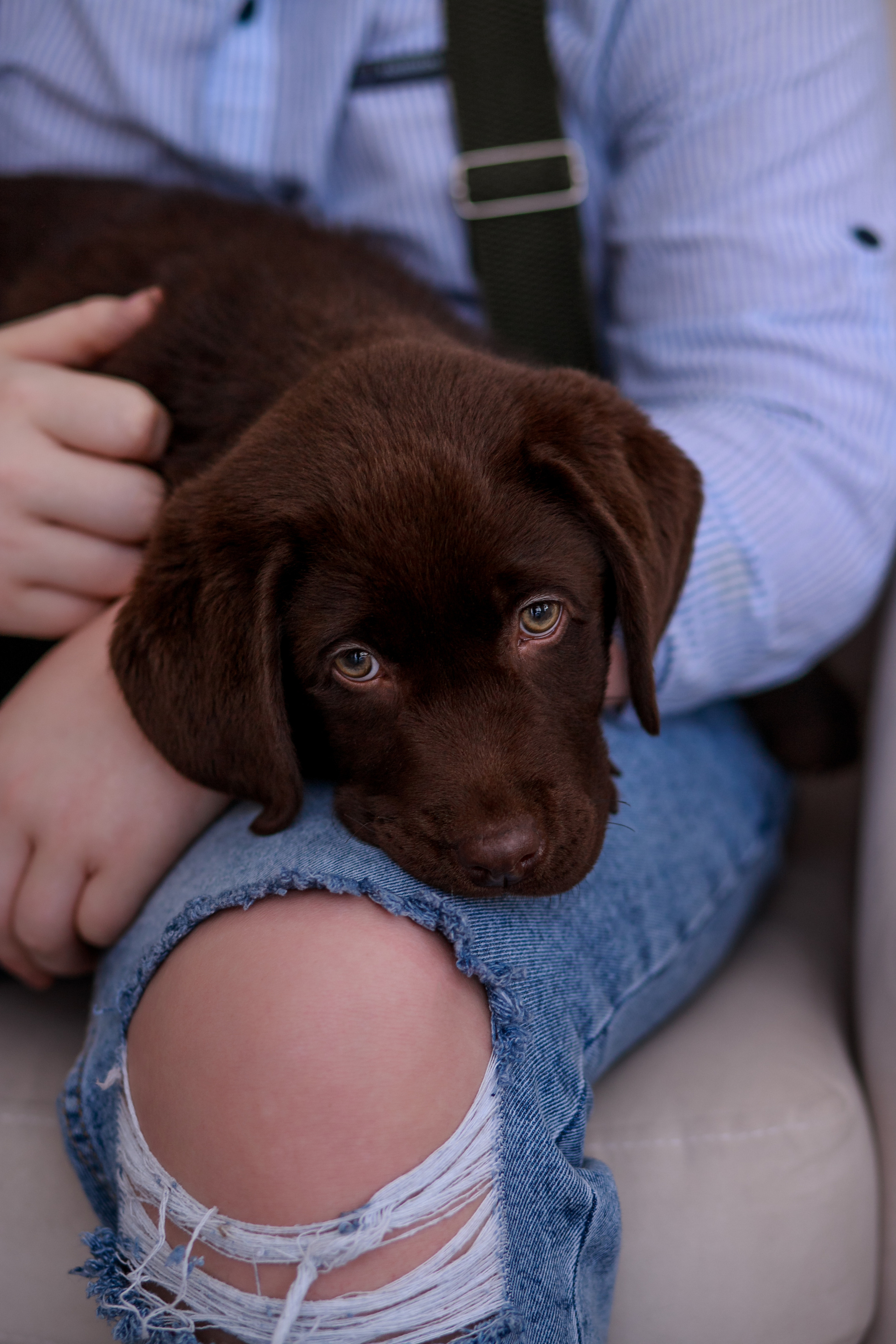 Фотосессия с животными. Щенки. Собаки. Фотограф Кравченко Юлия. Энгельс