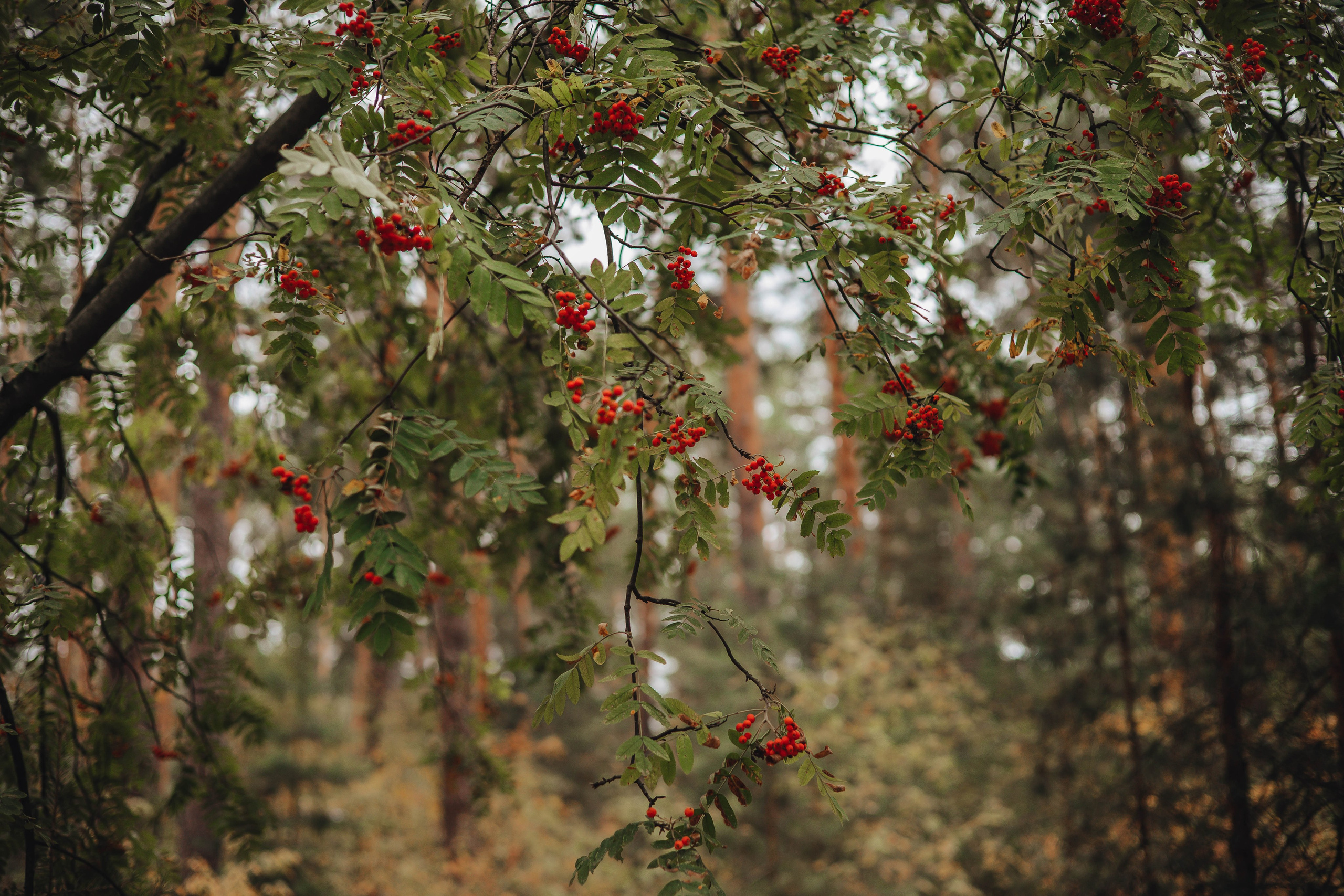 Саша и Вика. Лес. Свадебный и семейный фотограф Пушкин Царское Село СПБ Питер Санкт-Петербург и Рязань Ольга Козлова