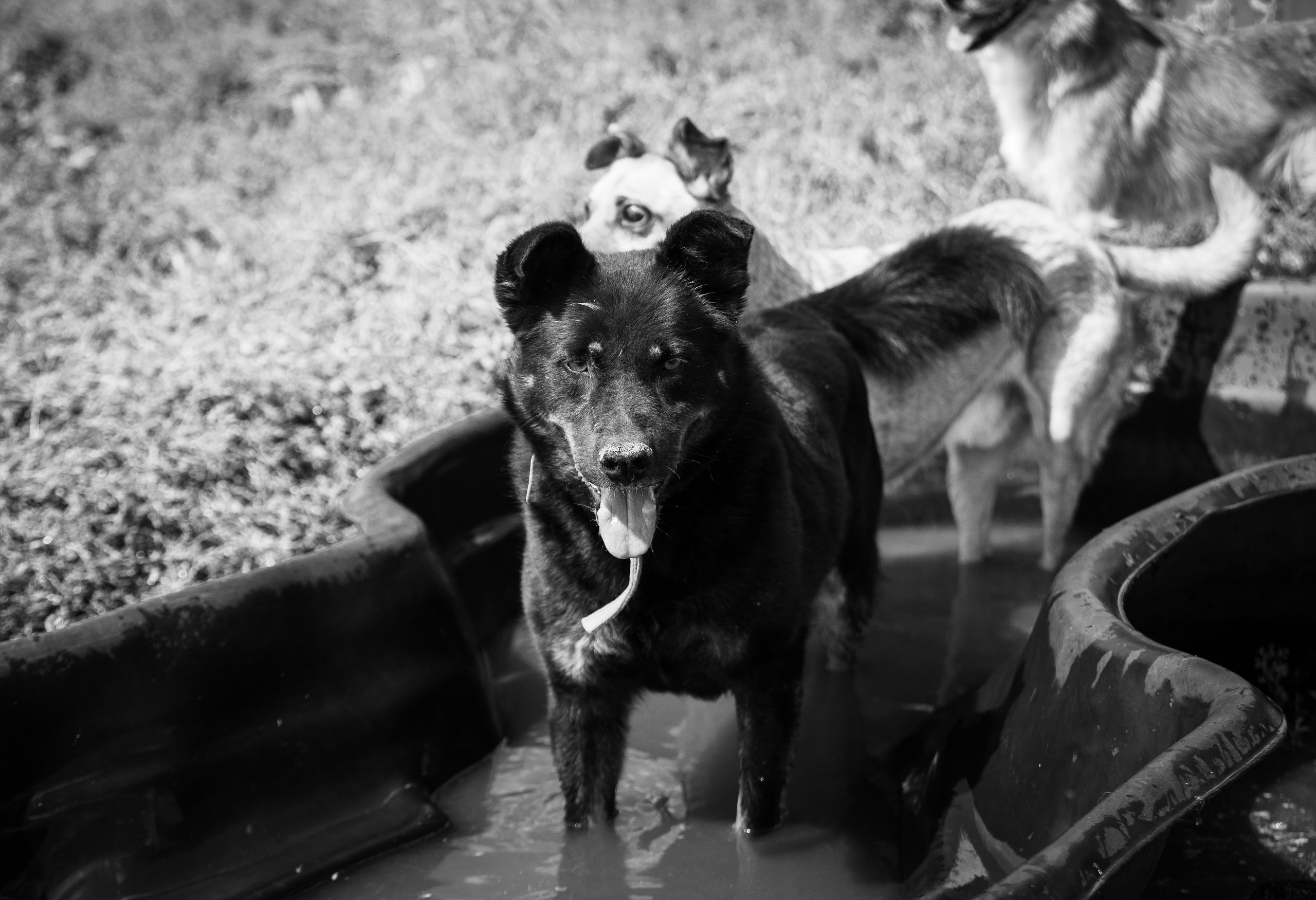 Приют — Наш дом. Репортажный и свадебный фотограф в Челябинске Елисеев Павел