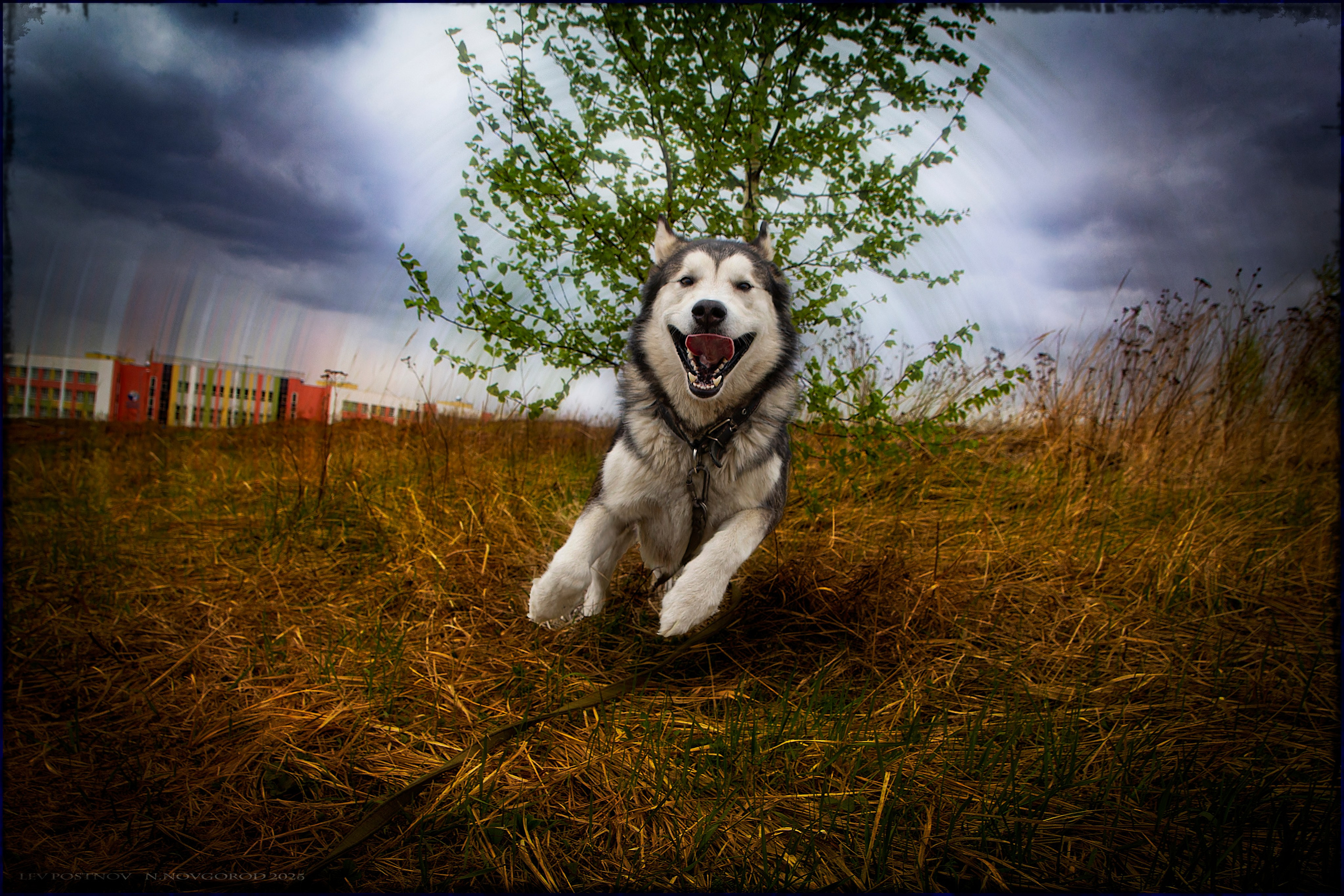 Мои маламуты.Ярик. Лев Постнов.Фотограф. Нижний Новгород