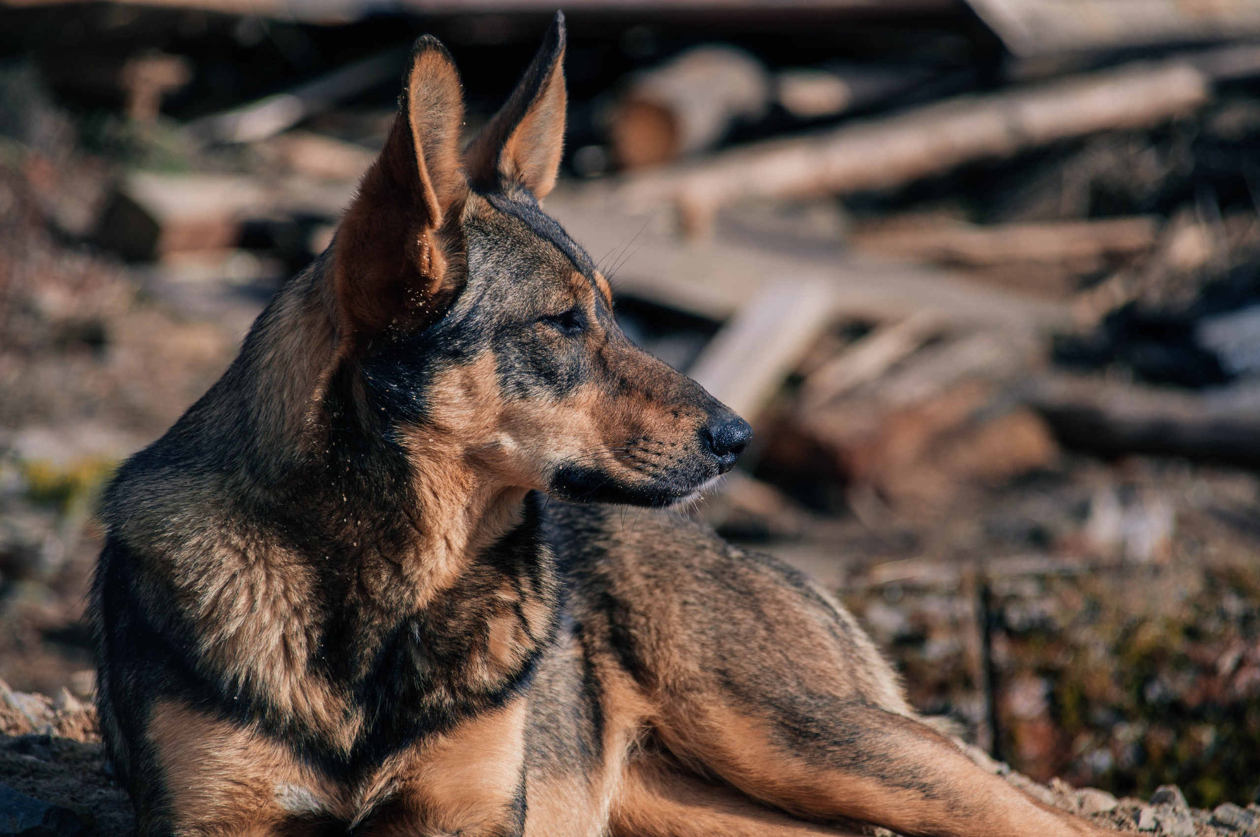 Приют «Дом Добра». Индивидуальный фотограф в Москве