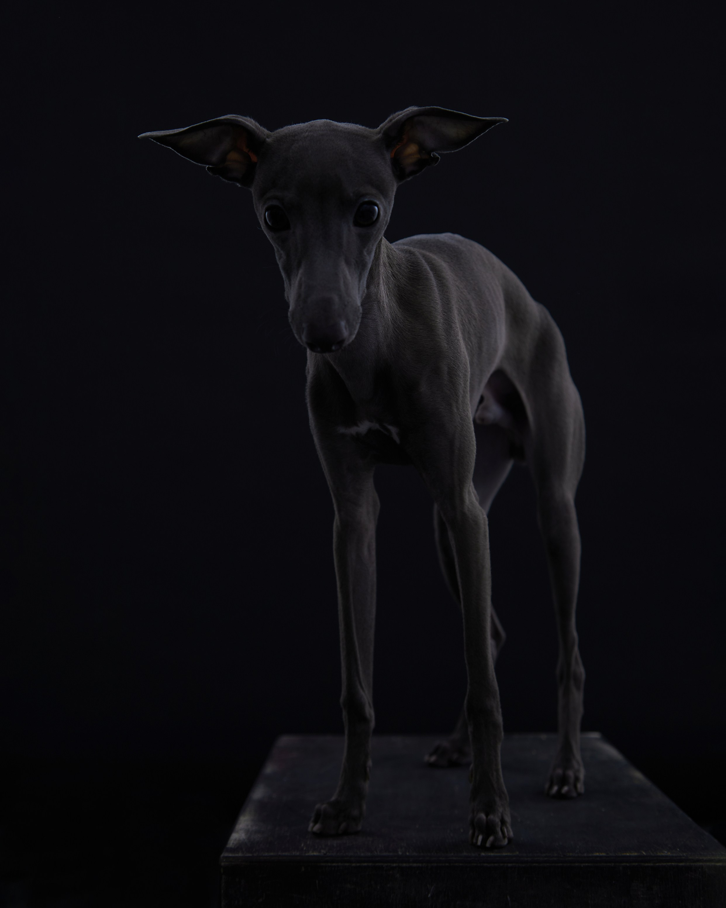 Pets Photography / Фотограф Собак